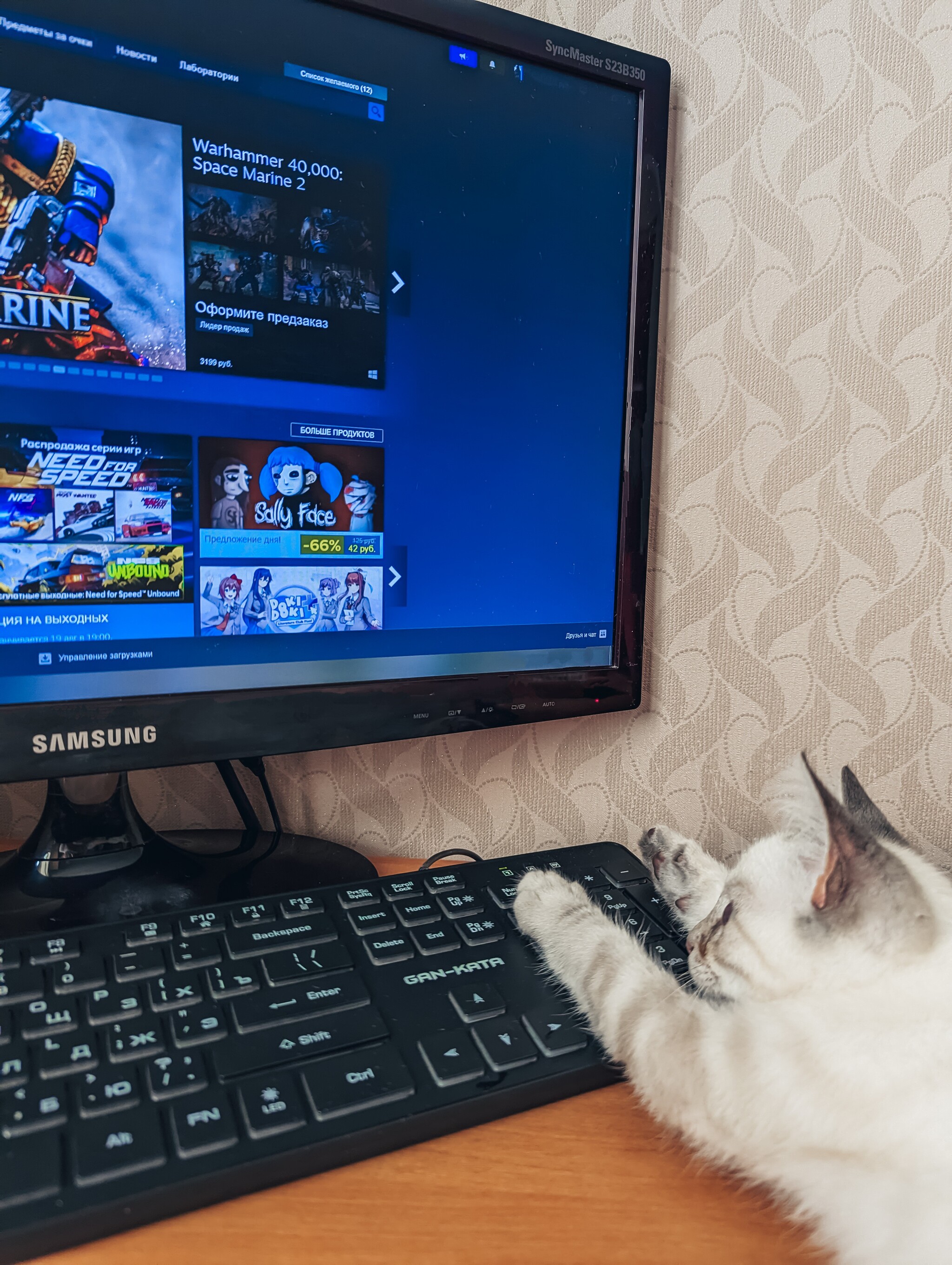 Companion for games - My, Positive, Computer games, Computer, cat, The photo, Games, Pet the cat, Fluffy, Longpost