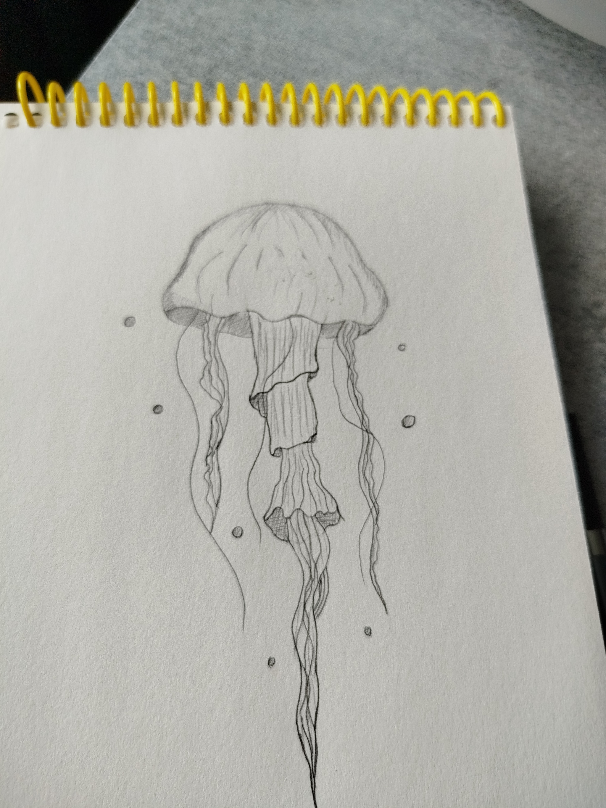 Jellyfish - Jellyfish, Drawing, Sketchbook, Sketch