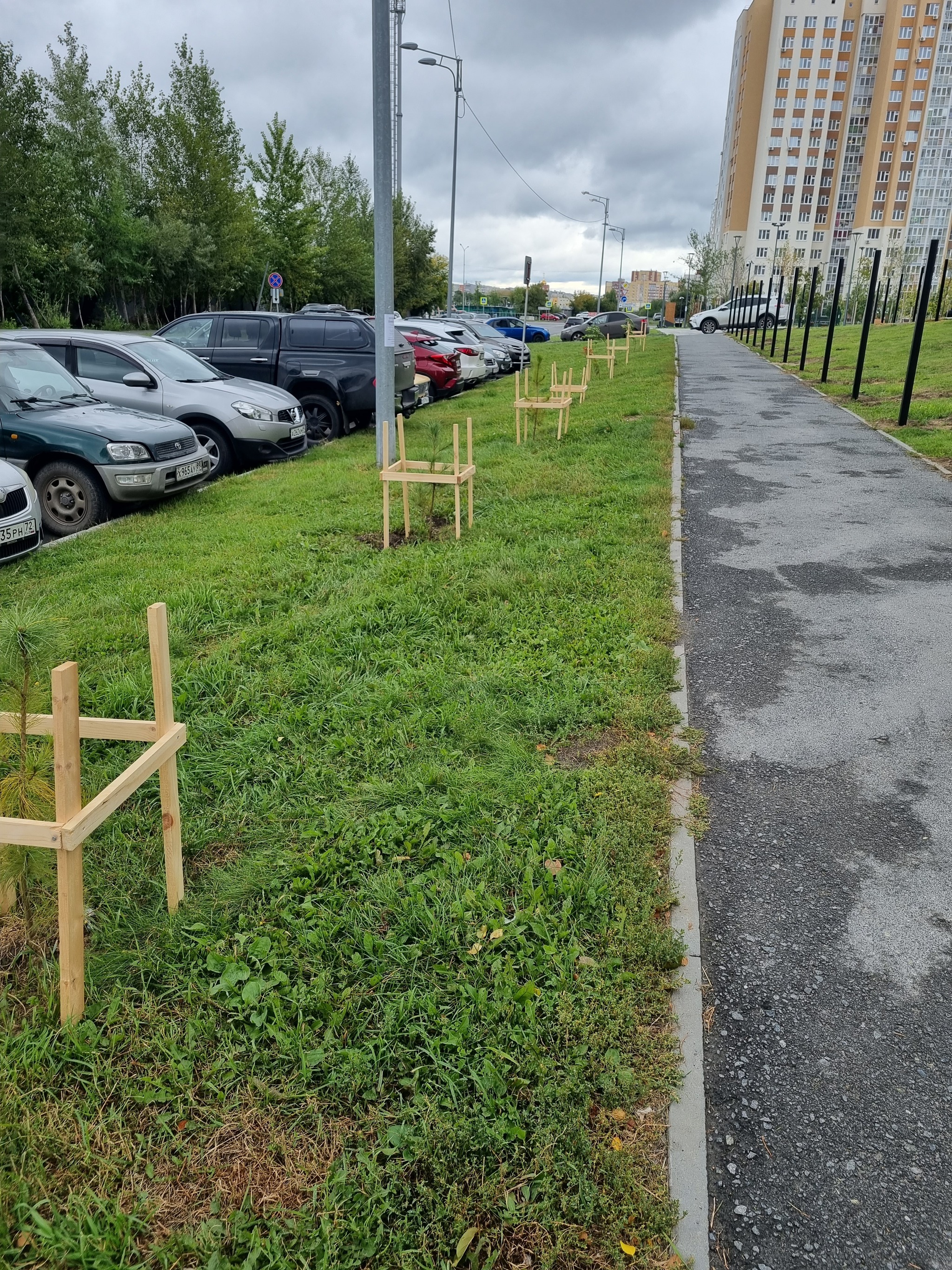 Первые саженцы купленные в т ч за счет донатов посажены в Тюмени - Моё, Тюмень, Тюменская область, Саженцы, Орехи, Кедр, Дуб, Длиннопост