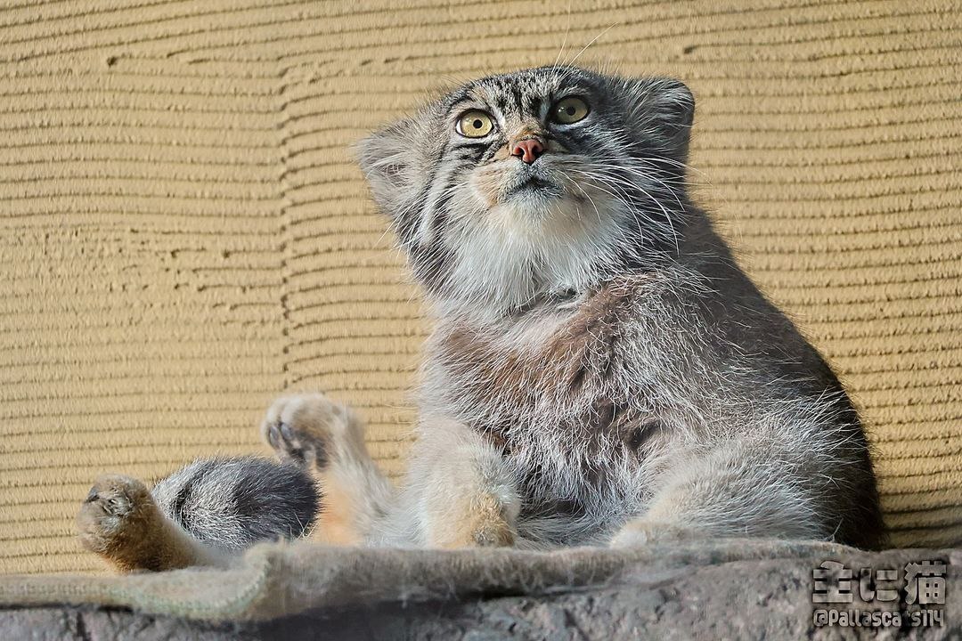 А кот вот он. На полочке сидит - Малые кошки, Дикие животные, Семейство кошачьих, Манул, Лапки, Зоопарк, Коврик, Хищные животные