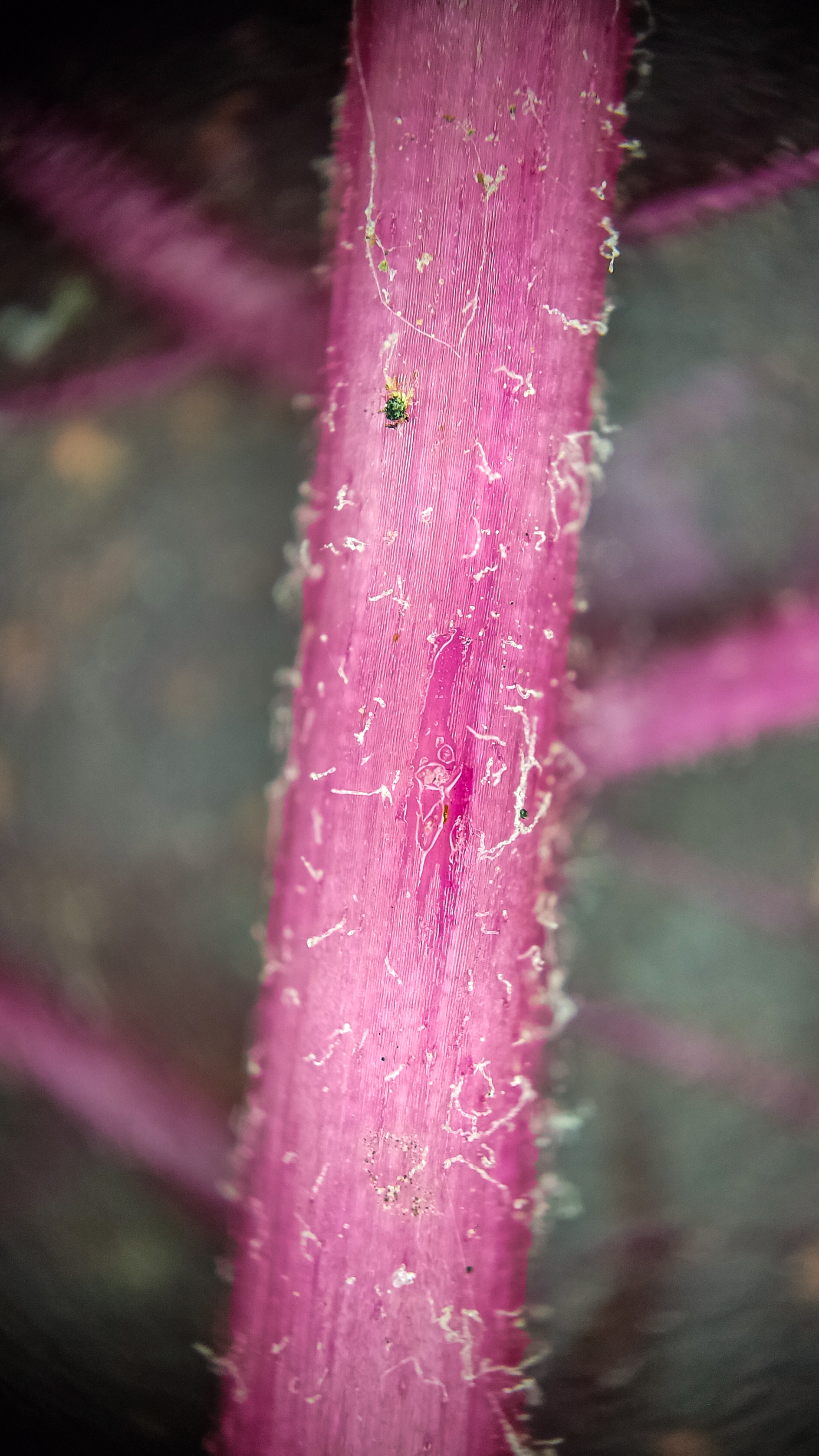 Photo project Let's take a closer look post #84. Amaranth - My, Bloom, Macro photography, Nature, The photo, The nature of Russia, Plants, Steppe, Microfilming, Grass, Longpost