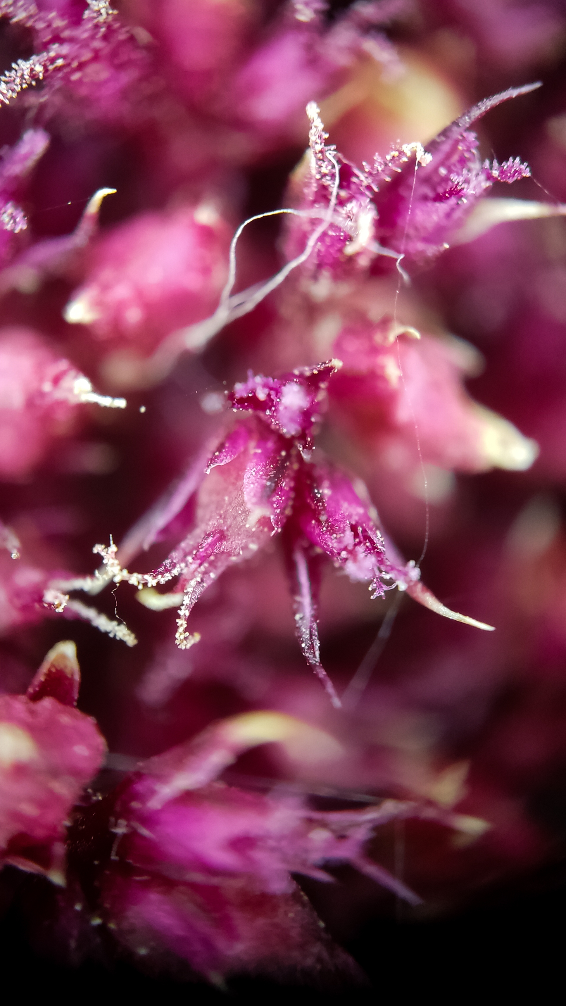 Photo project Let's take a closer look post #84. Amaranth - My, Bloom, Macro photography, Nature, The photo, The nature of Russia, Plants, Steppe, Microfilming, Grass, Longpost