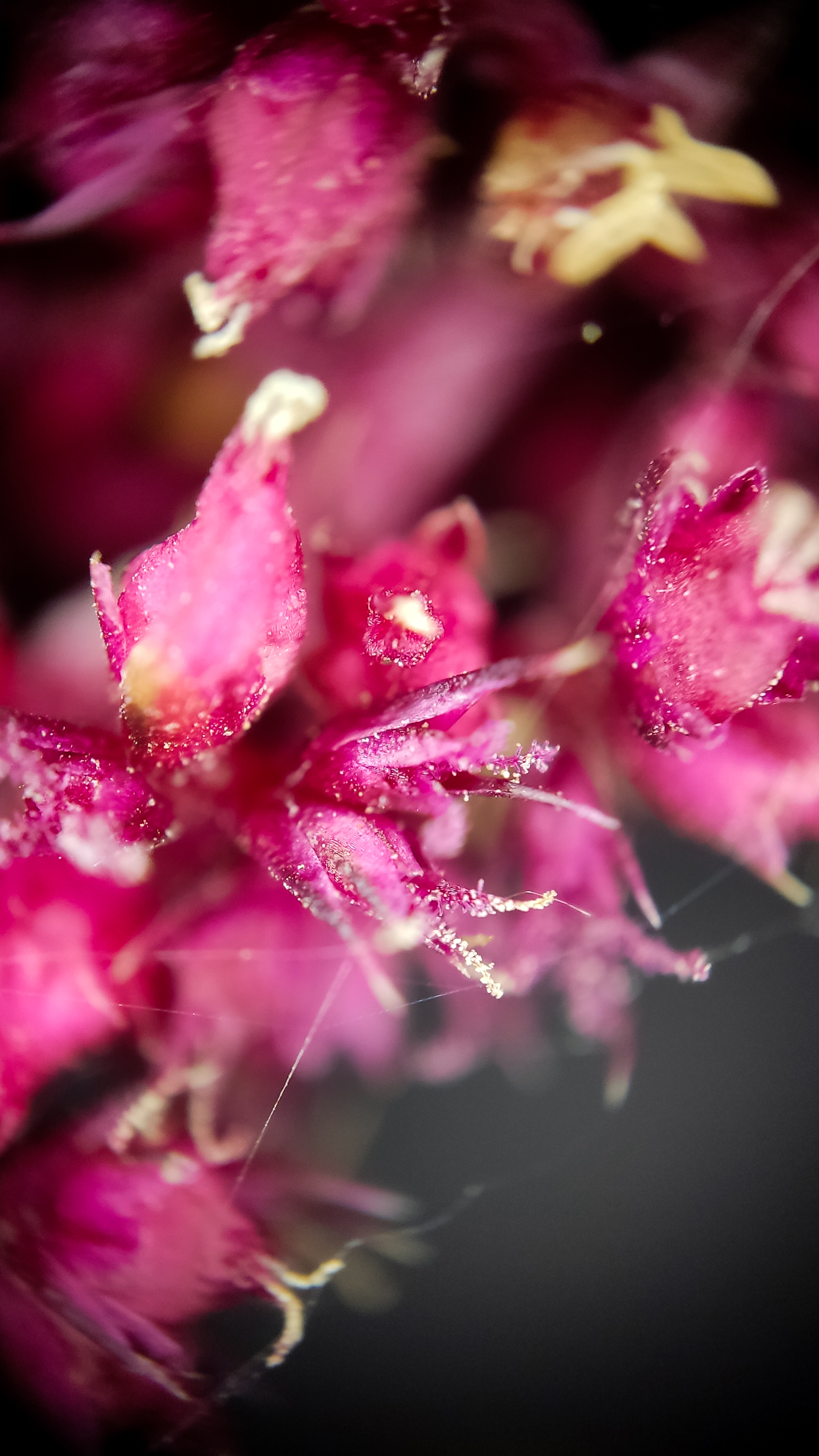 Photo project Let's take a closer look post #84. Amaranth - My, Bloom, Macro photography, Nature, The photo, The nature of Russia, Plants, Steppe, Microfilming, Grass, Longpost