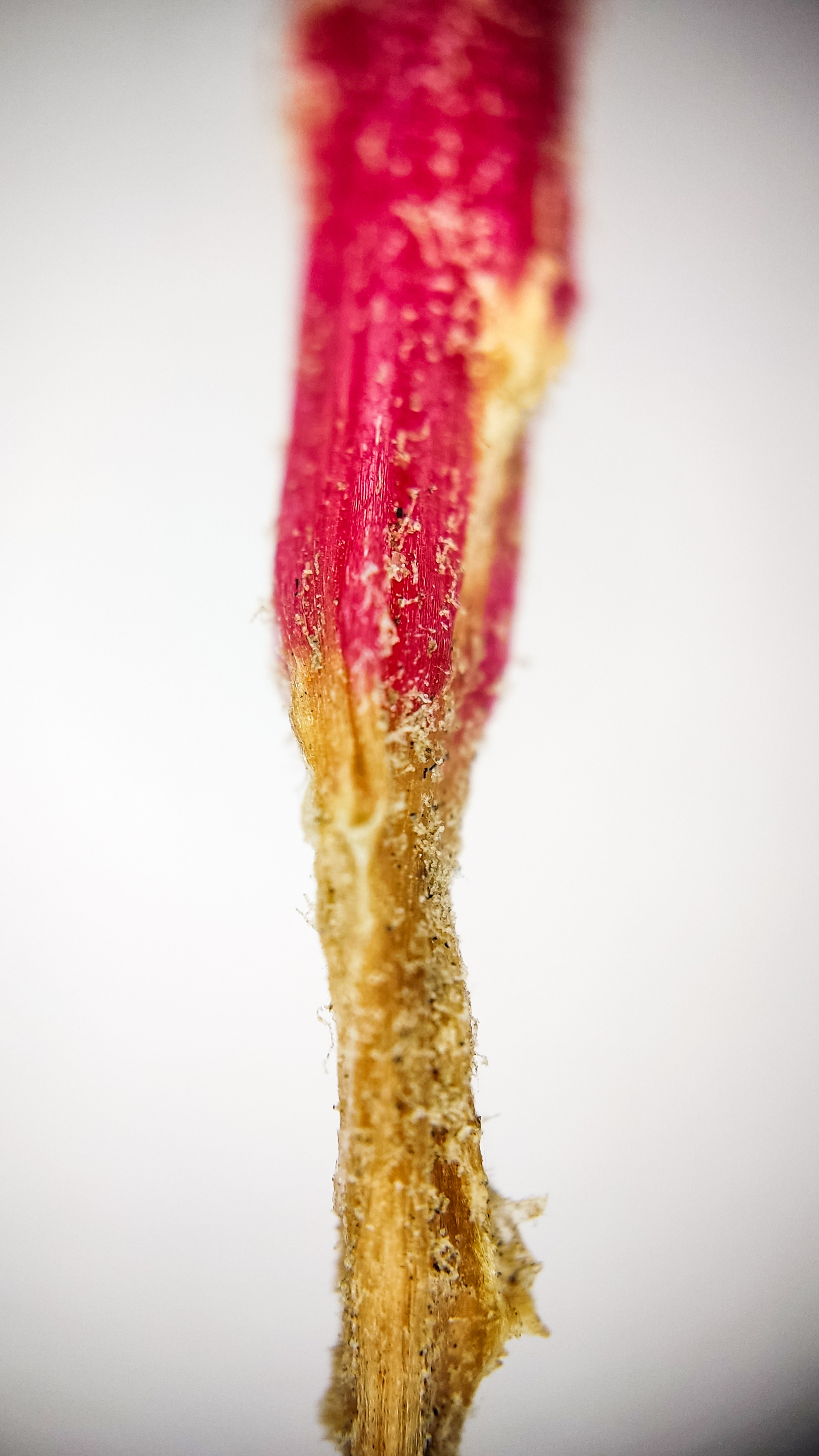 Photo project Let's take a closer look post #84. Amaranth - My, Bloom, Macro photography, Nature, The photo, The nature of Russia, Plants, Steppe, Microfilming, Grass, Longpost