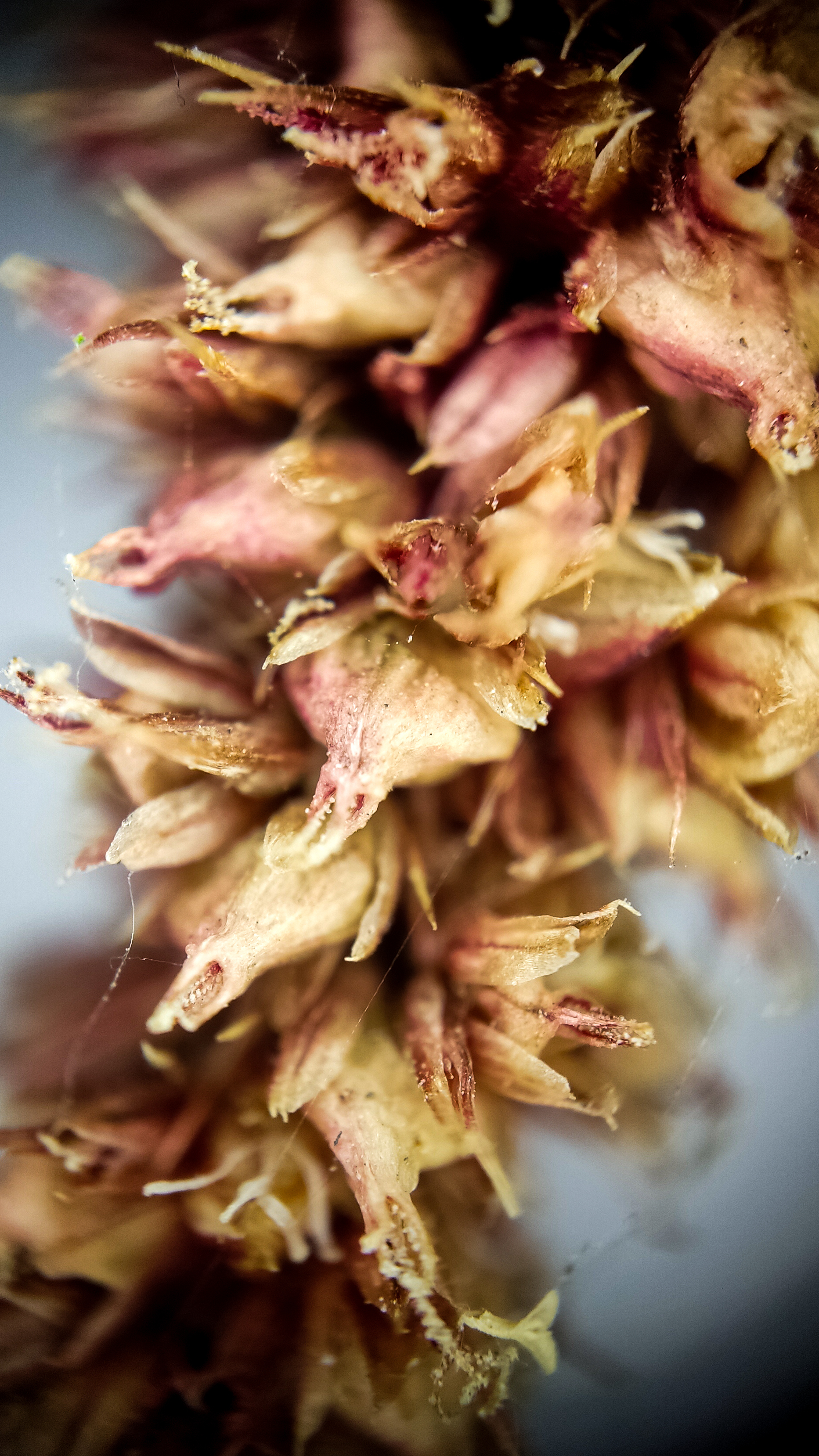 Photo project Let's take a closer look post #84. Amaranth - My, Bloom, Macro photography, Nature, The photo, The nature of Russia, Plants, Steppe, Microfilming, Grass, Longpost