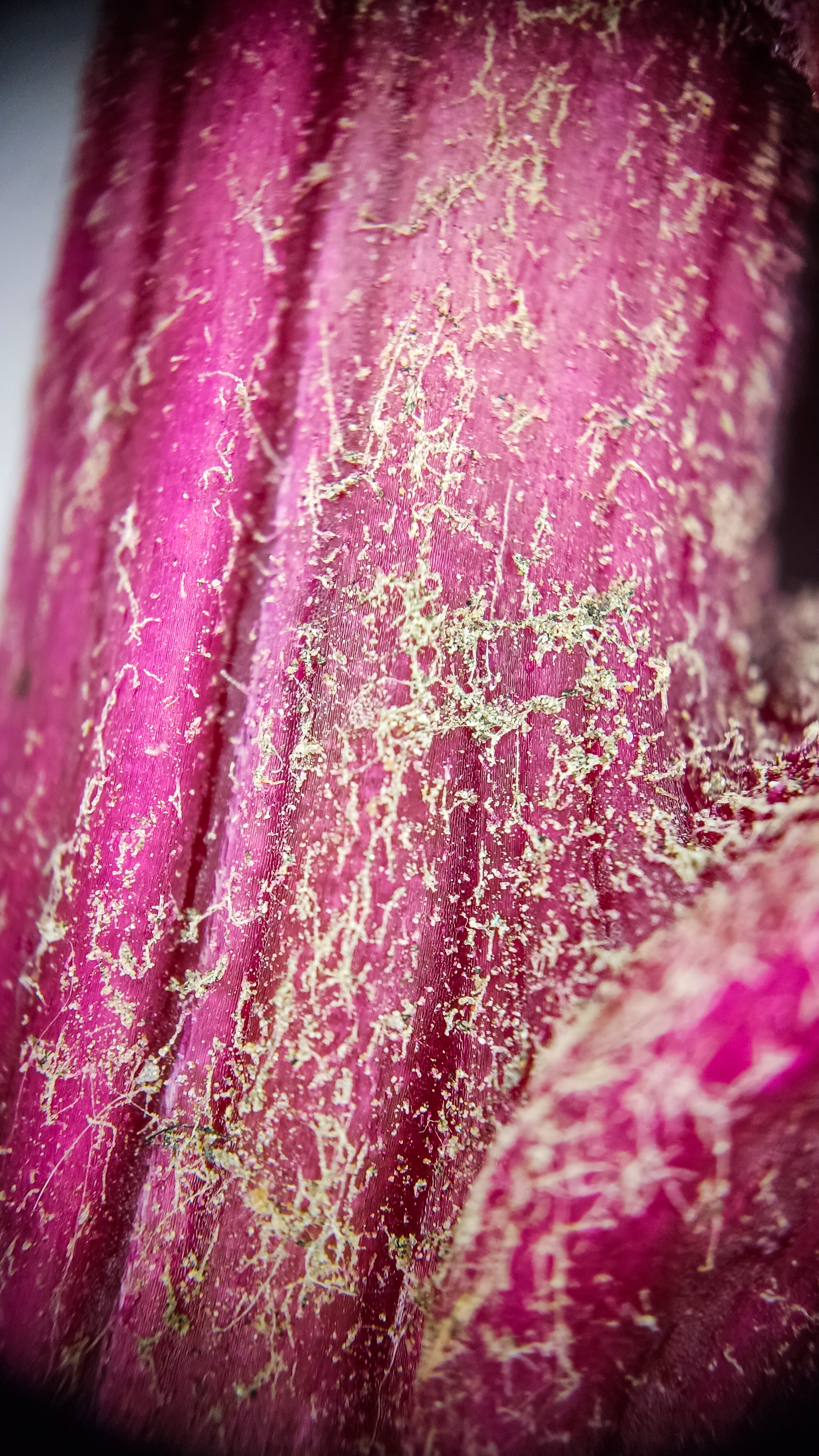 Photo project Let's take a closer look post #84. Amaranth - My, Bloom, Macro photography, Nature, The photo, The nature of Russia, Plants, Steppe, Microfilming, Grass, Longpost