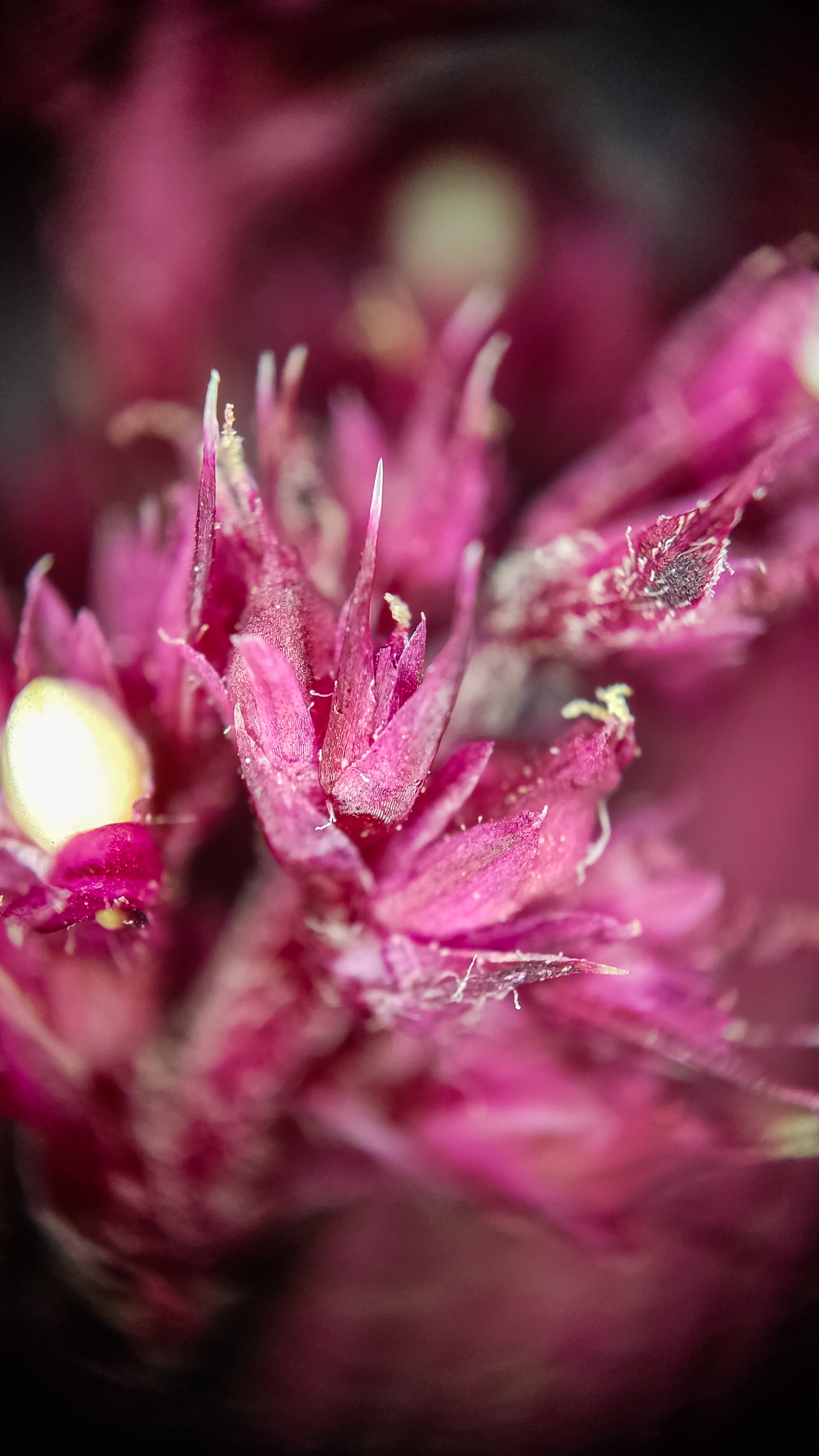 Photo project Let's take a closer look post #84. Amaranth - My, Bloom, Macro photography, Nature, The photo, The nature of Russia, Plants, Steppe, Microfilming, Grass, Longpost