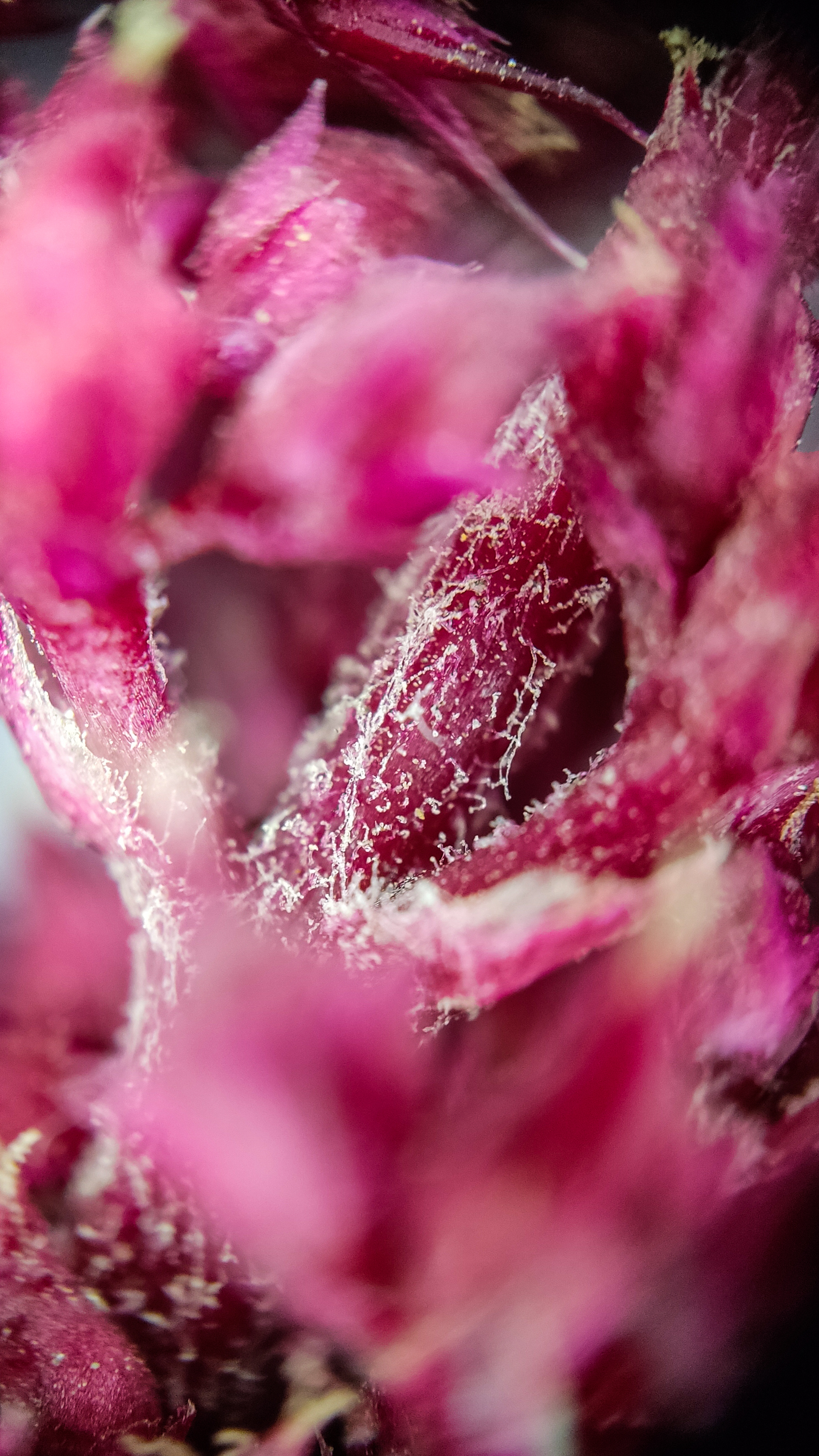 Photo project Let's take a closer look post #84. Amaranth - My, Bloom, Macro photography, Nature, The photo, The nature of Russia, Plants, Steppe, Microfilming, Grass, Longpost