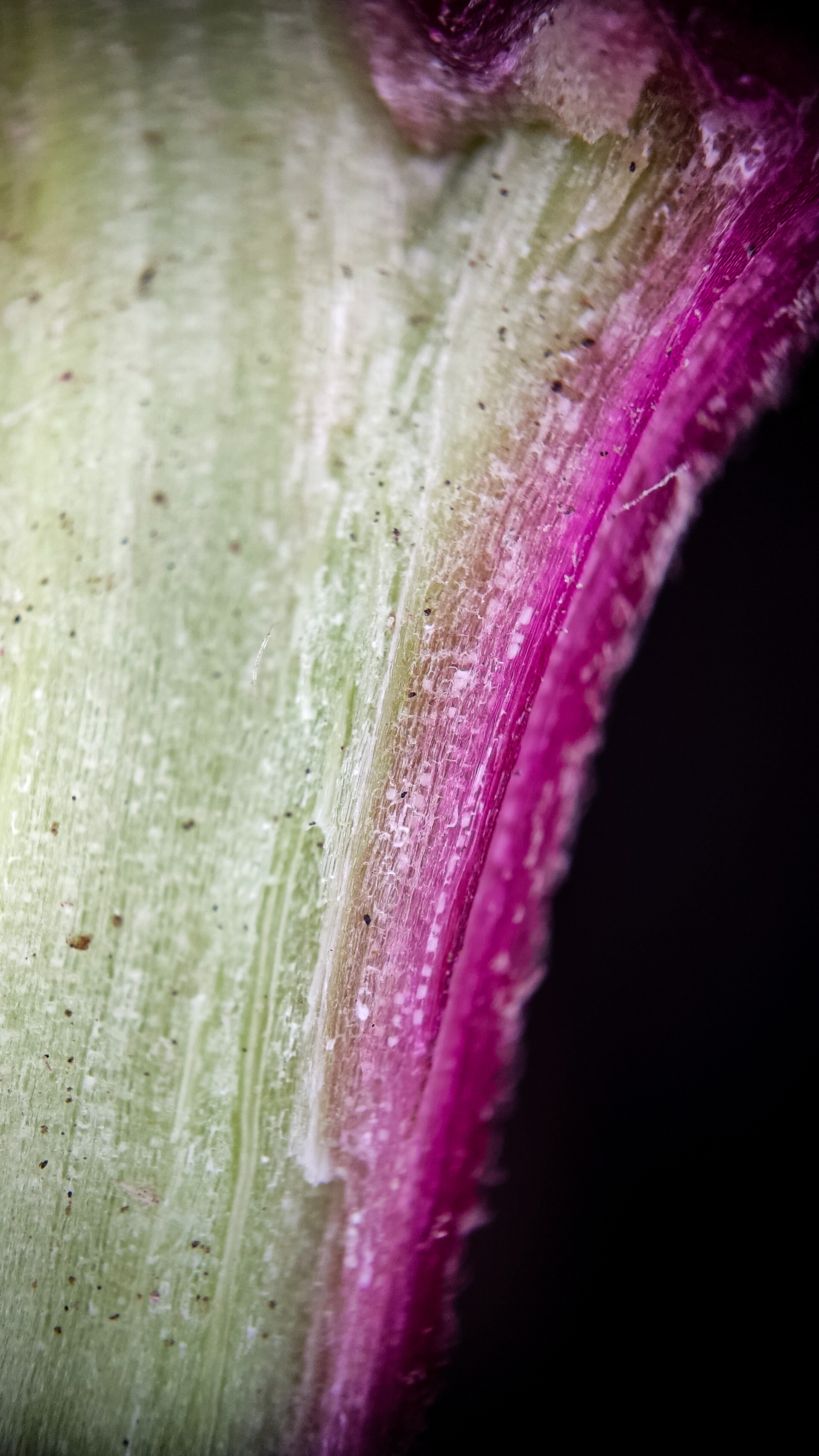 Photo project Let's take a closer look post #84. Amaranth - My, Bloom, Macro photography, Nature, The photo, The nature of Russia, Plants, Steppe, Microfilming, Grass, Longpost