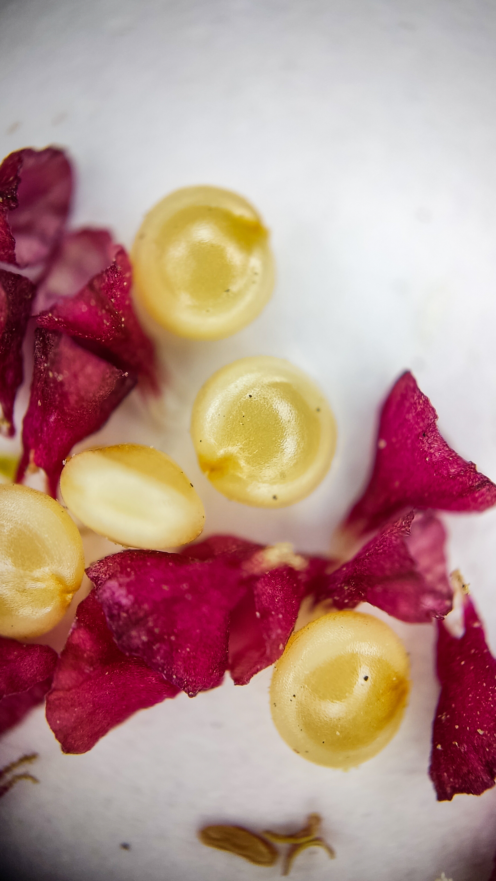 Photo project Let's take a closer look post #84. Amaranth - My, Bloom, Macro photography, Nature, The photo, The nature of Russia, Plants, Steppe, Microfilming, Grass, Longpost