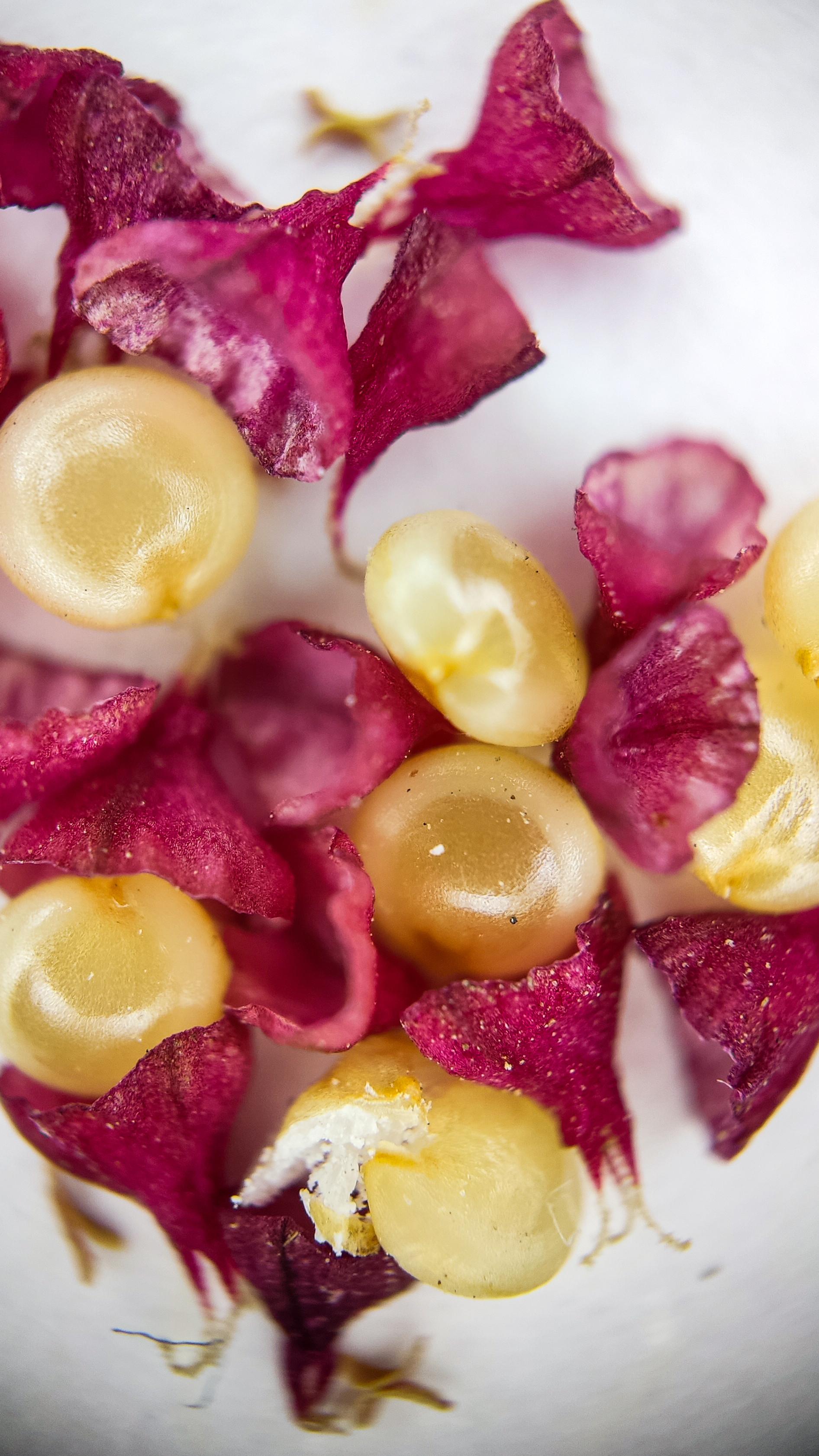 Photo project Let's take a closer look post #84. Amaranth - My, Bloom, Macro photography, Nature, The photo, The nature of Russia, Plants, Steppe, Microfilming, Grass, Longpost