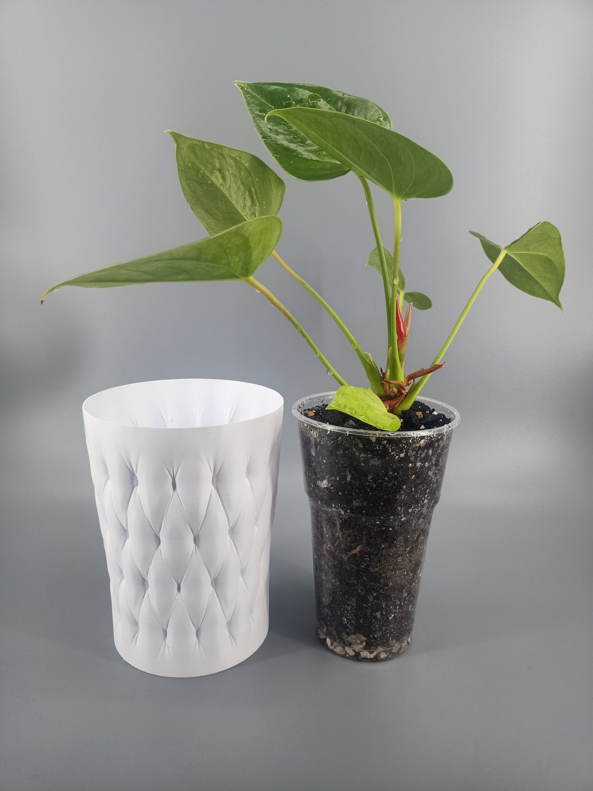 Flowerpot for a disposable cup with a capacity of 0.5 l - My, Plant pot, Houseplants, Decor, 3D печать, Anthurium, Video, Soundless, Vertical video, Longpost