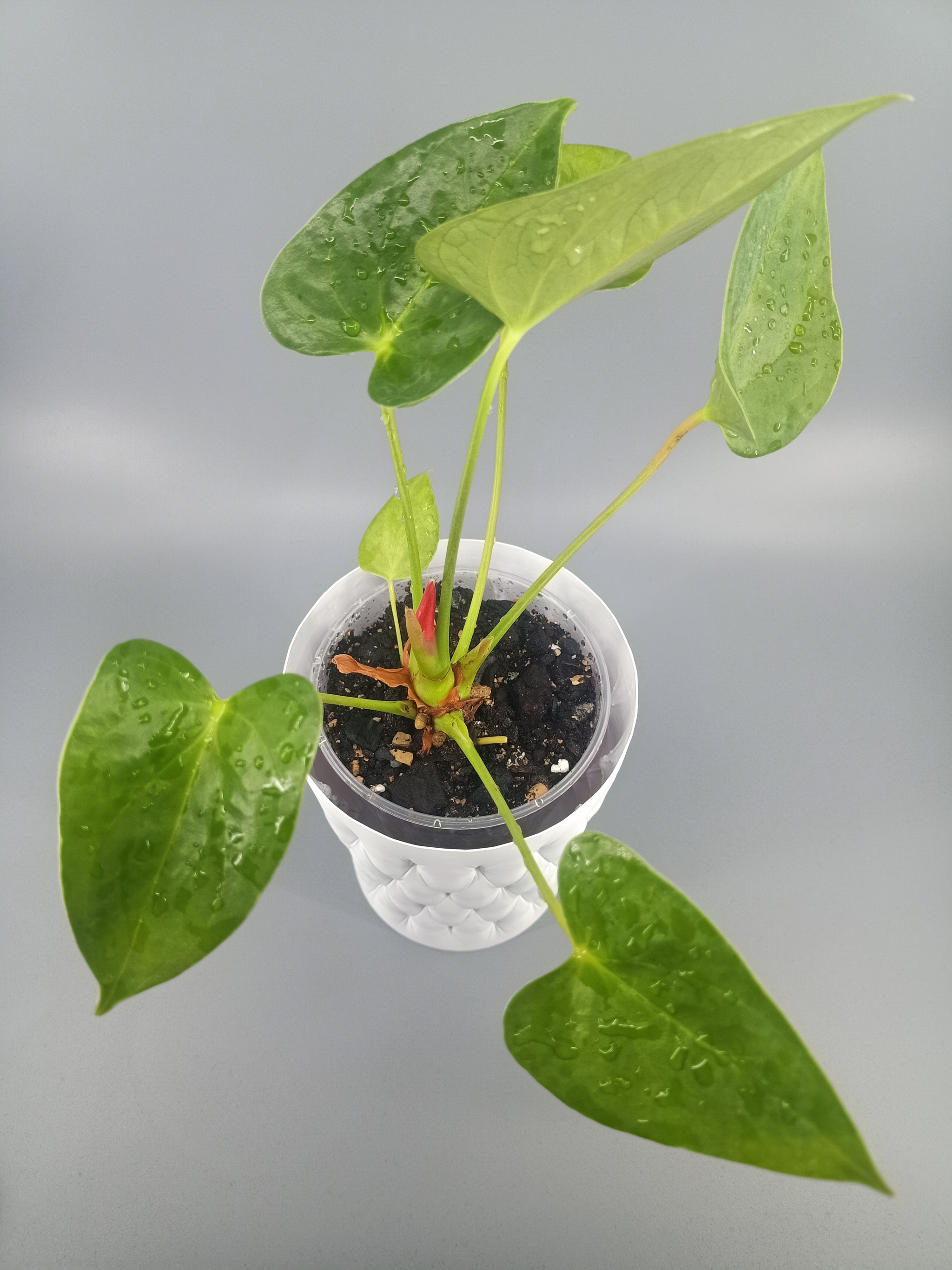 Flowerpot for a disposable cup with a capacity of 0.5 l - My, Plant pot, Houseplants, Decor, 3D печать, Anthurium, Video, Soundless, Vertical video, Longpost