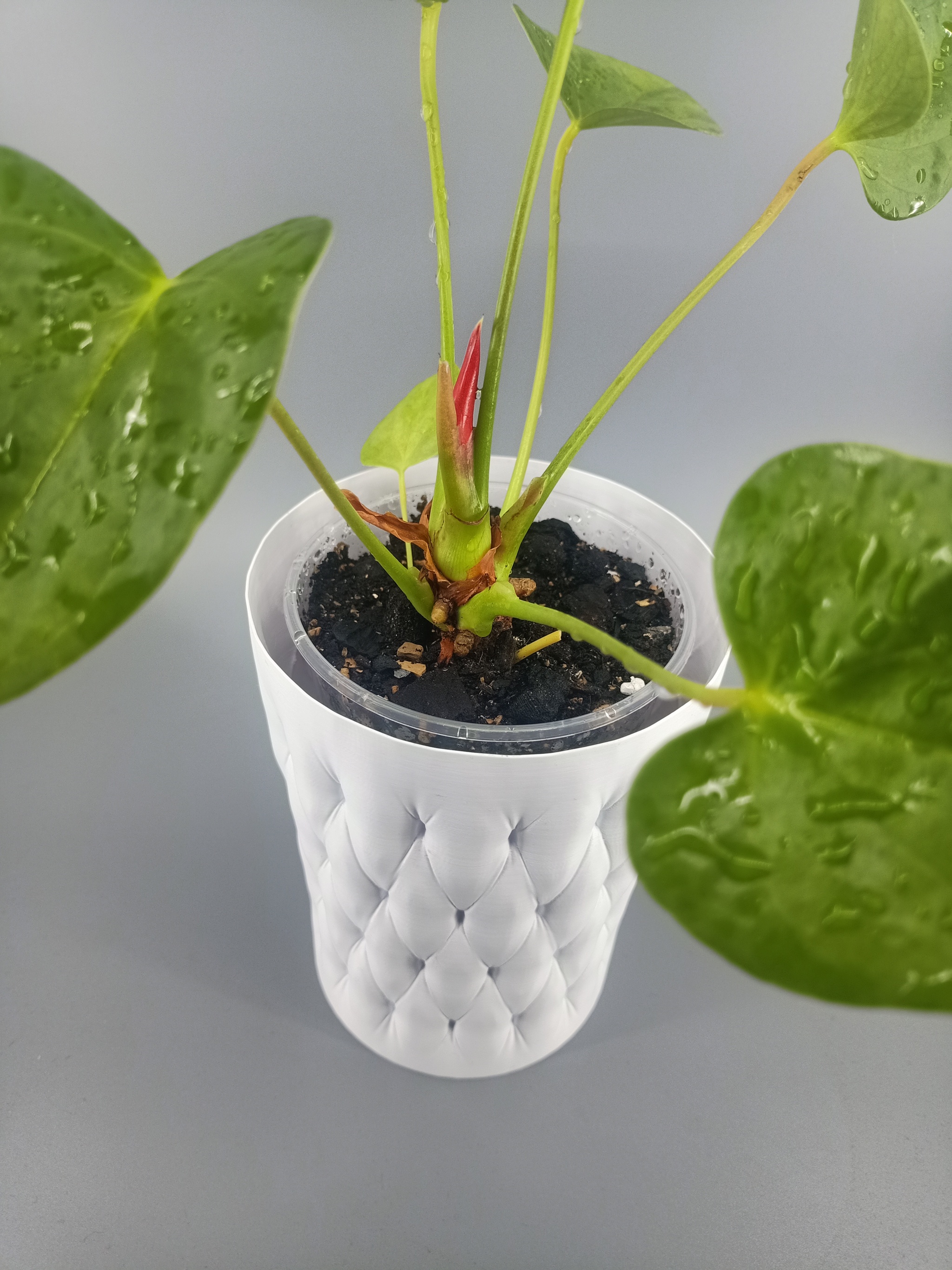 Flowerpot for a disposable cup with a capacity of 0.5 l - My, Plant pot, Houseplants, Decor, 3D печать, Anthurium, Video, Soundless, Vertical video, Longpost