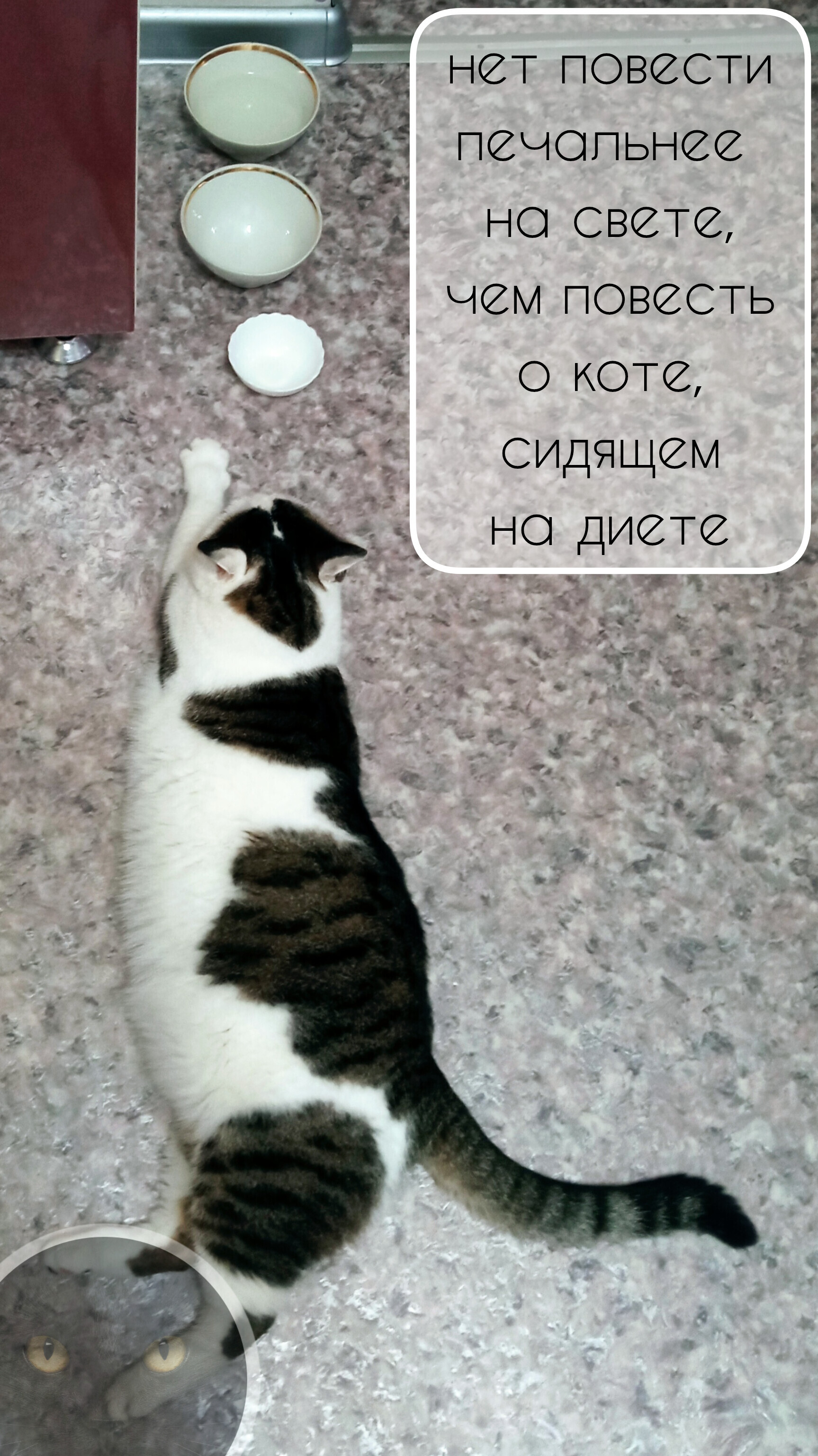 Tragedy - My, Mobile photography, Fat cats, Tragedy, Diet, cat