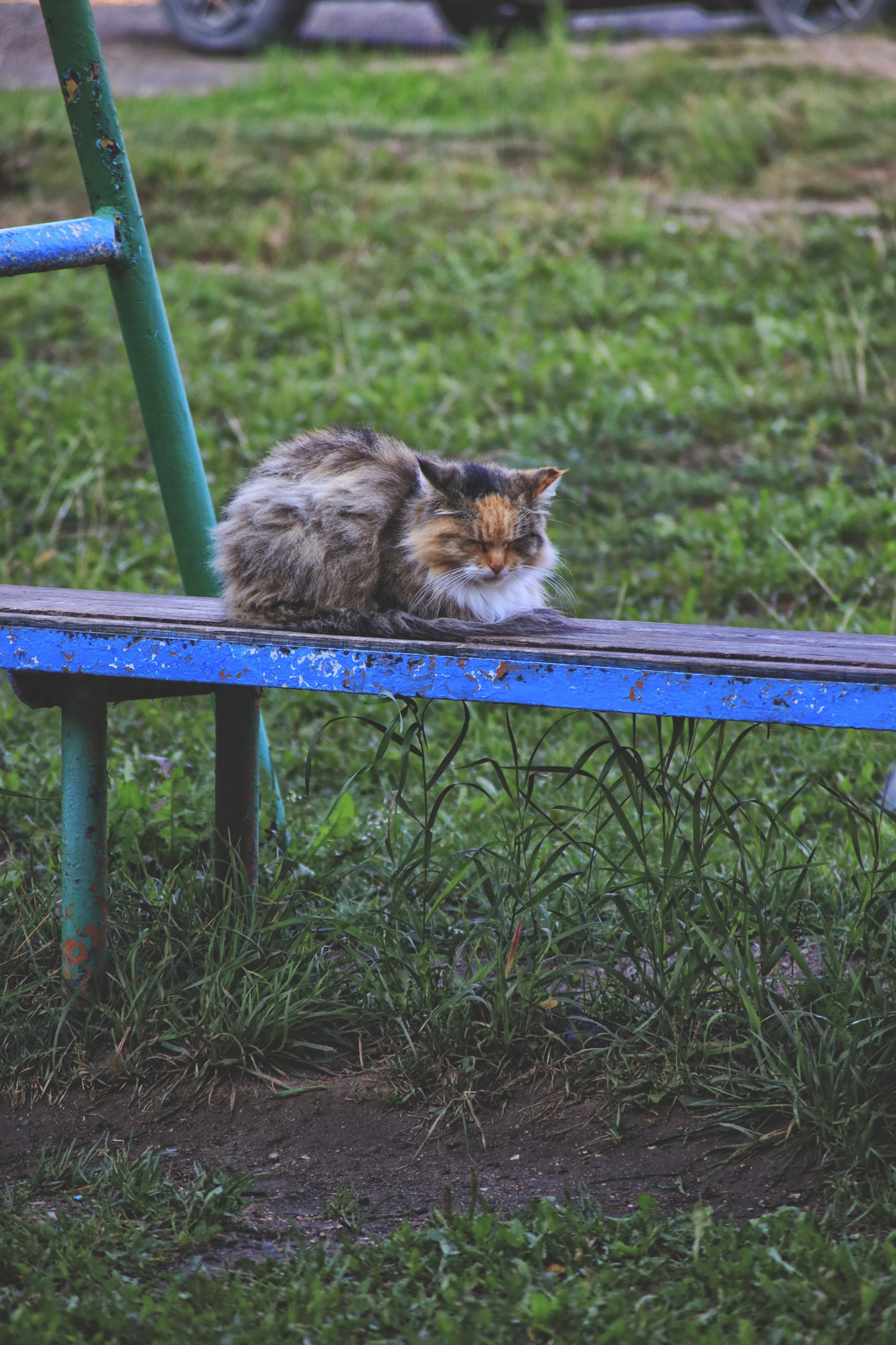 Cats and kittens (8) - My, cat, Pet the cat, Sheksna, Summer, August, Vologodskaya Oblast, Longpost