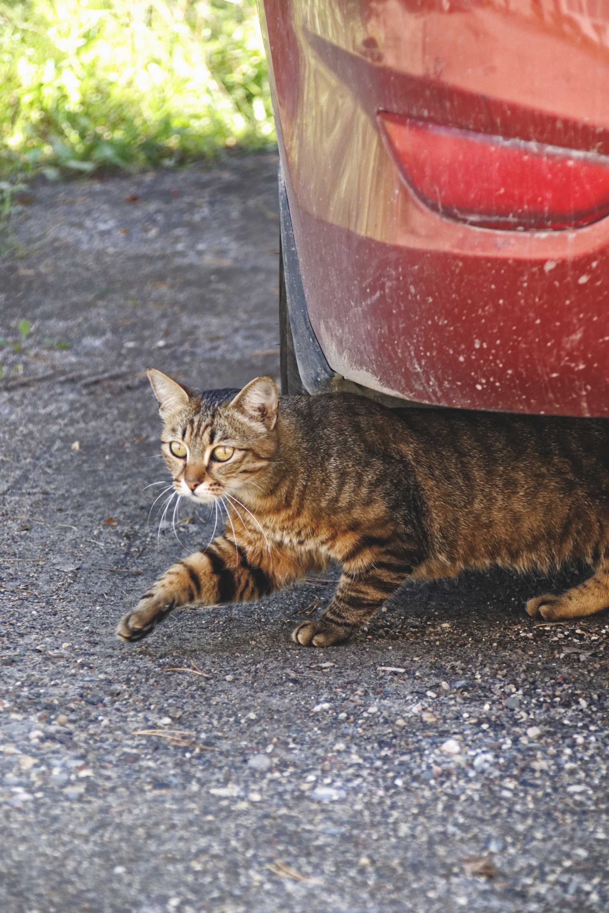 Cats and kittens (7) - My, cat, Pet the cat, Sheksna, Vologodskaya Oblast, Summer, August, Longpost