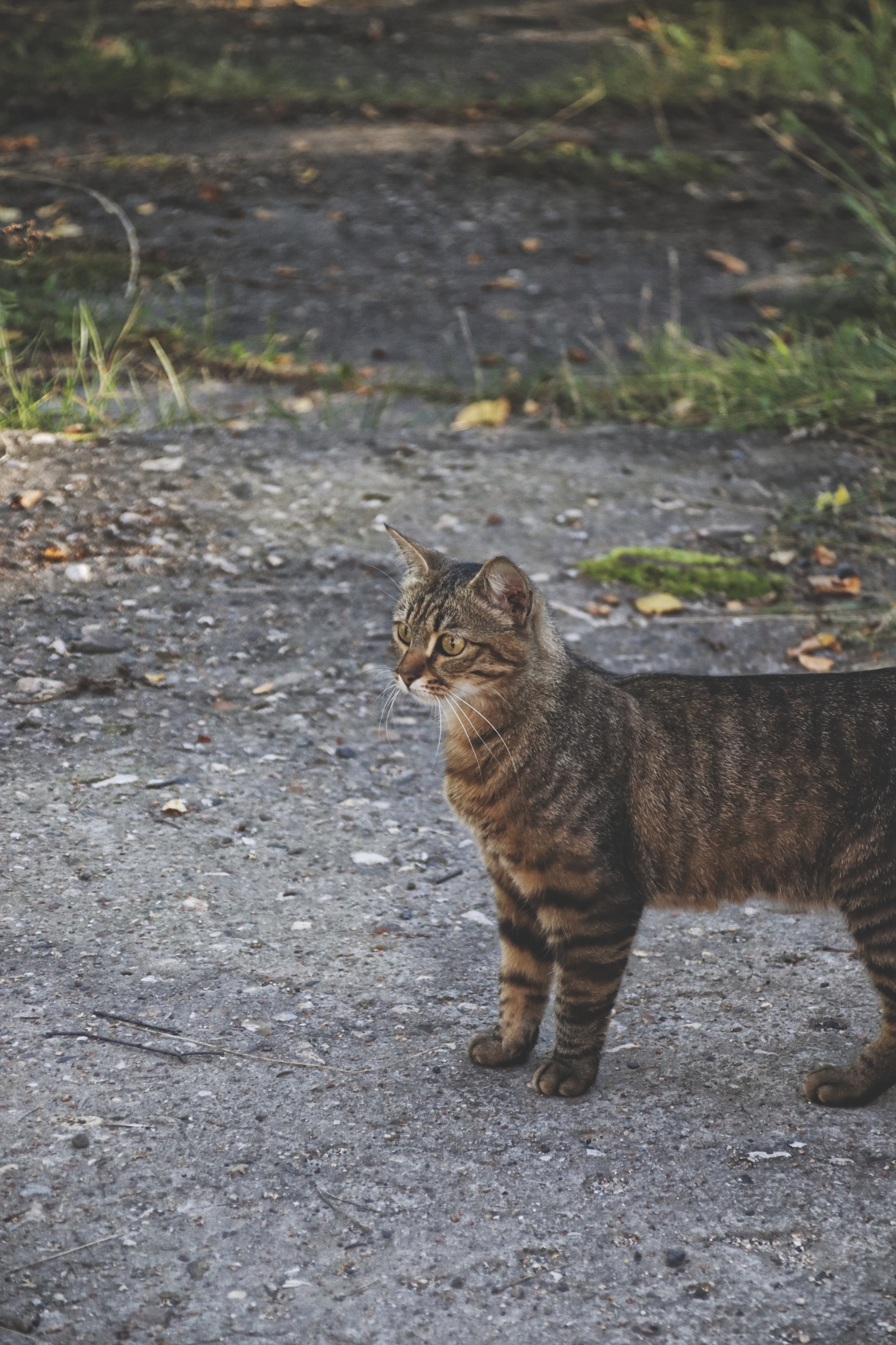 Cats and kittens (7) - My, cat, Pet the cat, Sheksna, Vologodskaya Oblast, Summer, August, Longpost