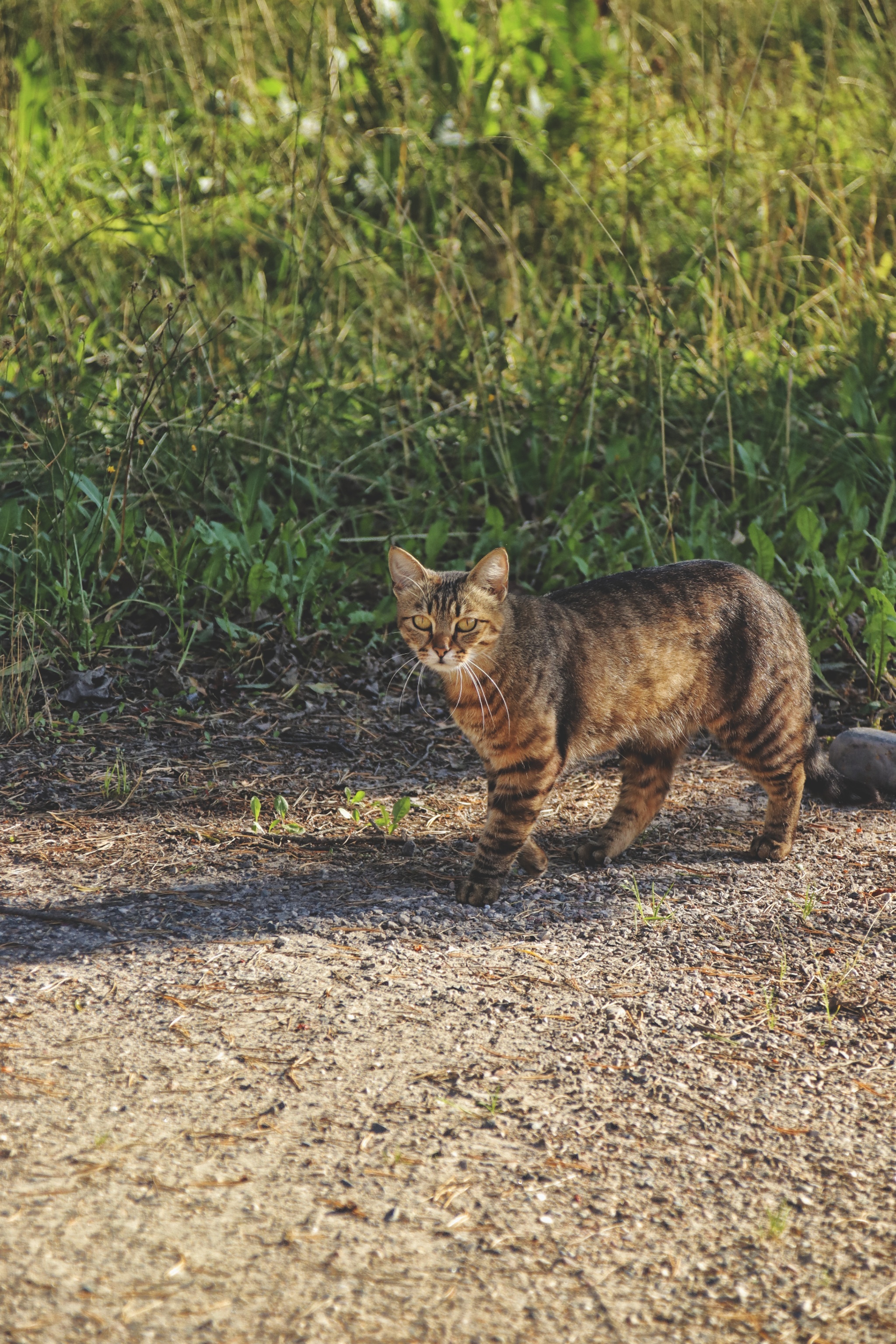 Cats and kittens (7) - My, cat, Pet the cat, Sheksna, Vologodskaya Oblast, Summer, August, Longpost