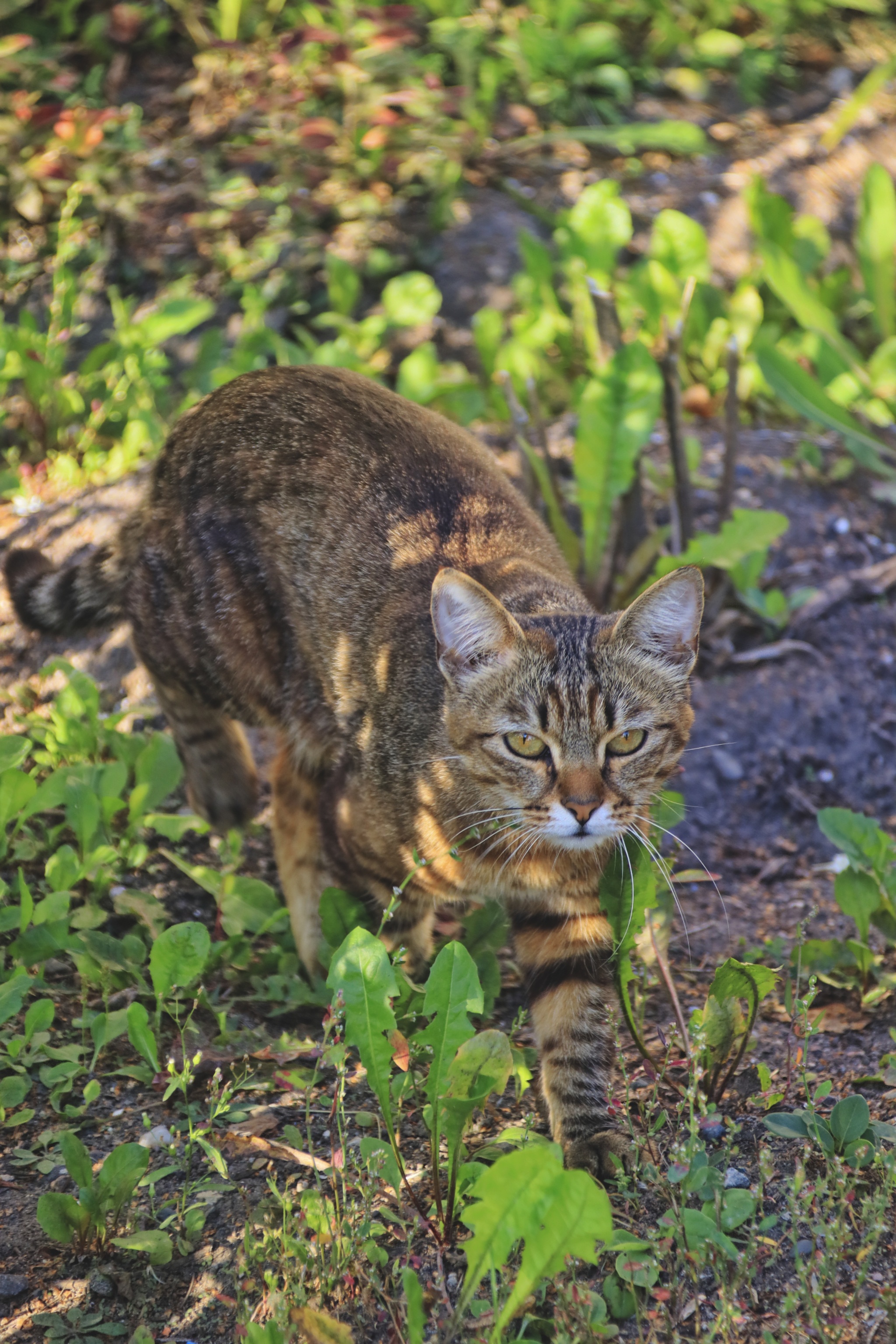 Cats and kittens (7) - My, cat, Pet the cat, Sheksna, Vologodskaya Oblast, Summer, August, Longpost