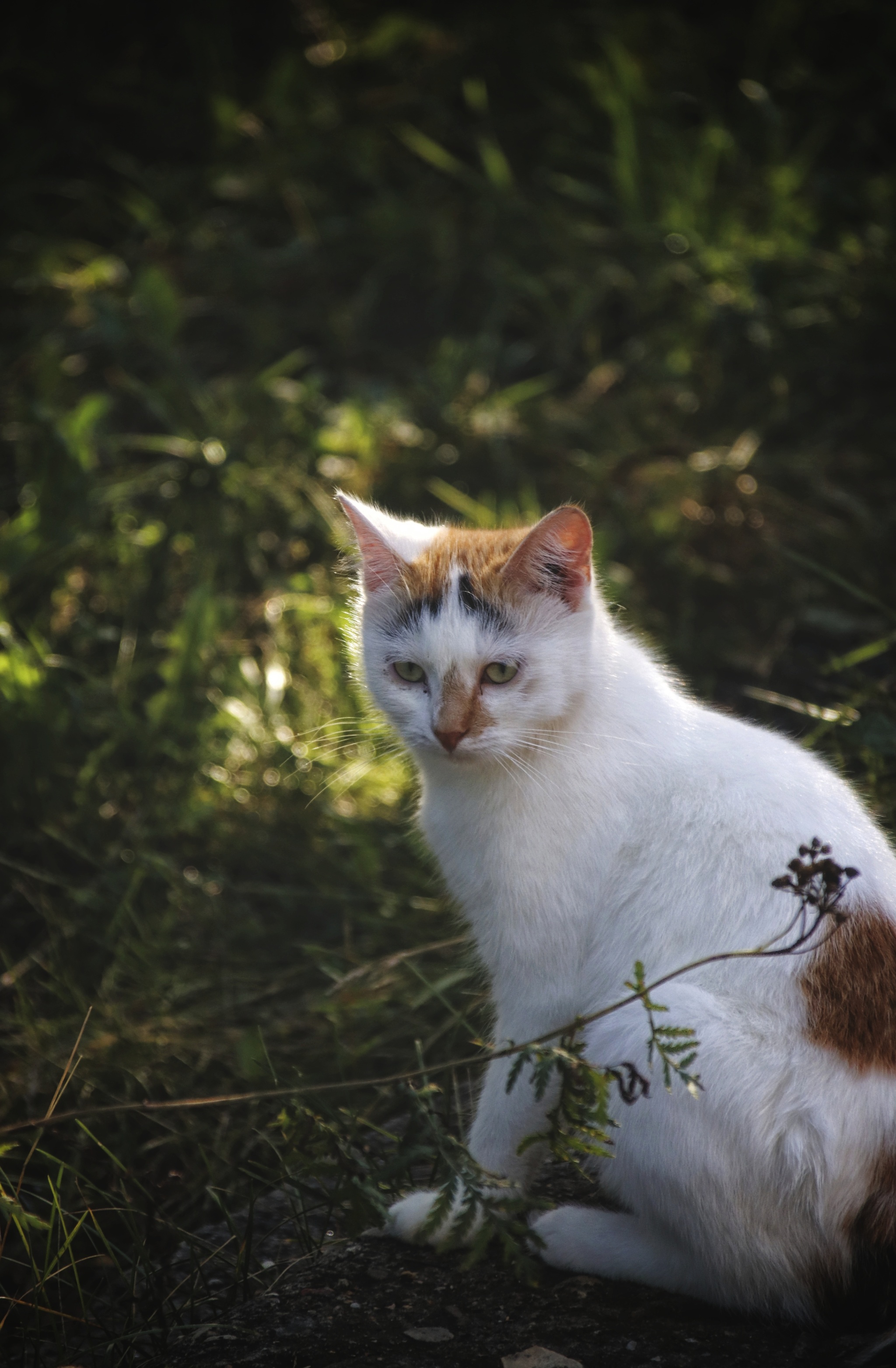 Cats and kittens (7) - My, cat, Pet the cat, Sheksna, Vologodskaya Oblast, Summer, August, Longpost