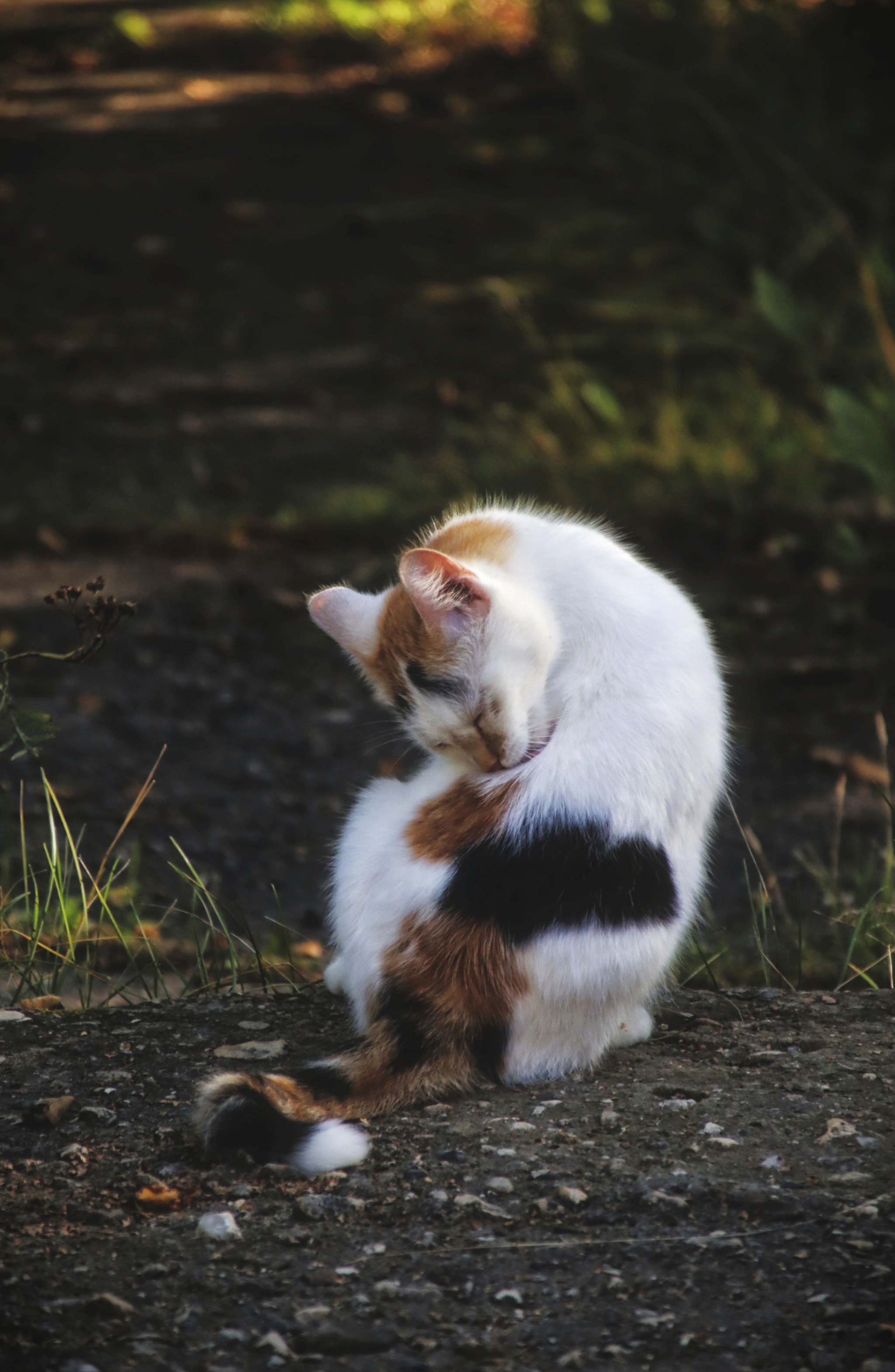 Cats and kittens (7) - My, cat, Pet the cat, Sheksna, Vologodskaya Oblast, Summer, August, Longpost