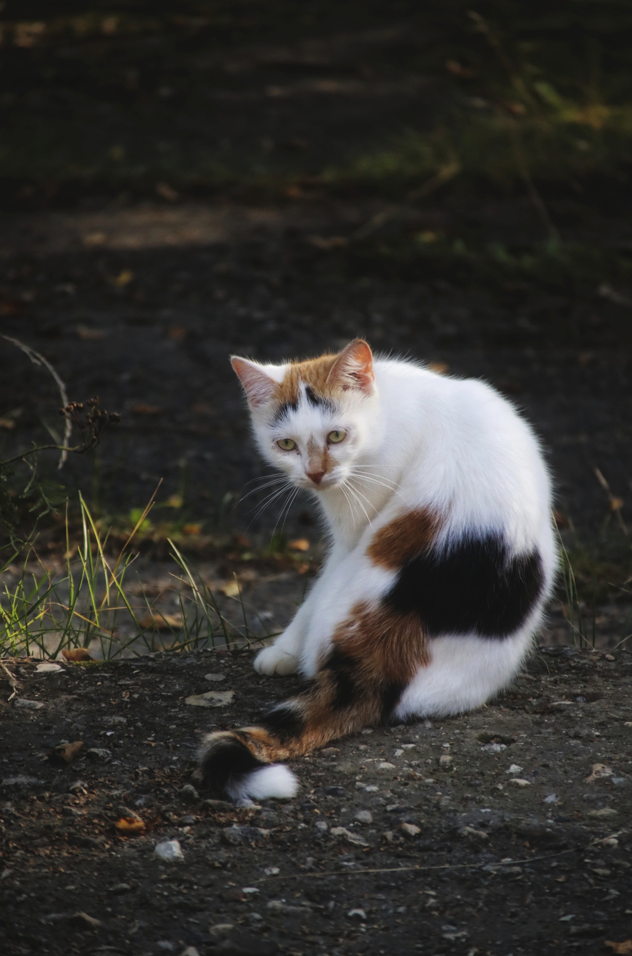 Cats and kittens (7) - My, cat, Pet the cat, Sheksna, Vologodskaya Oblast, Summer, August, Longpost