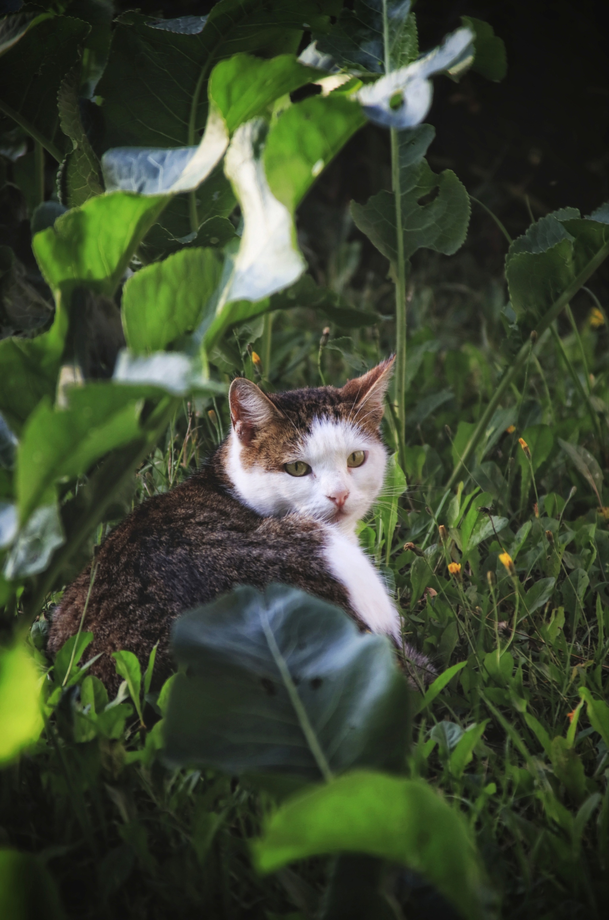 Cats and kittens (8) - My, cat, Pet the cat, Sheksna, Summer, August, Vologodskaya Oblast, Longpost