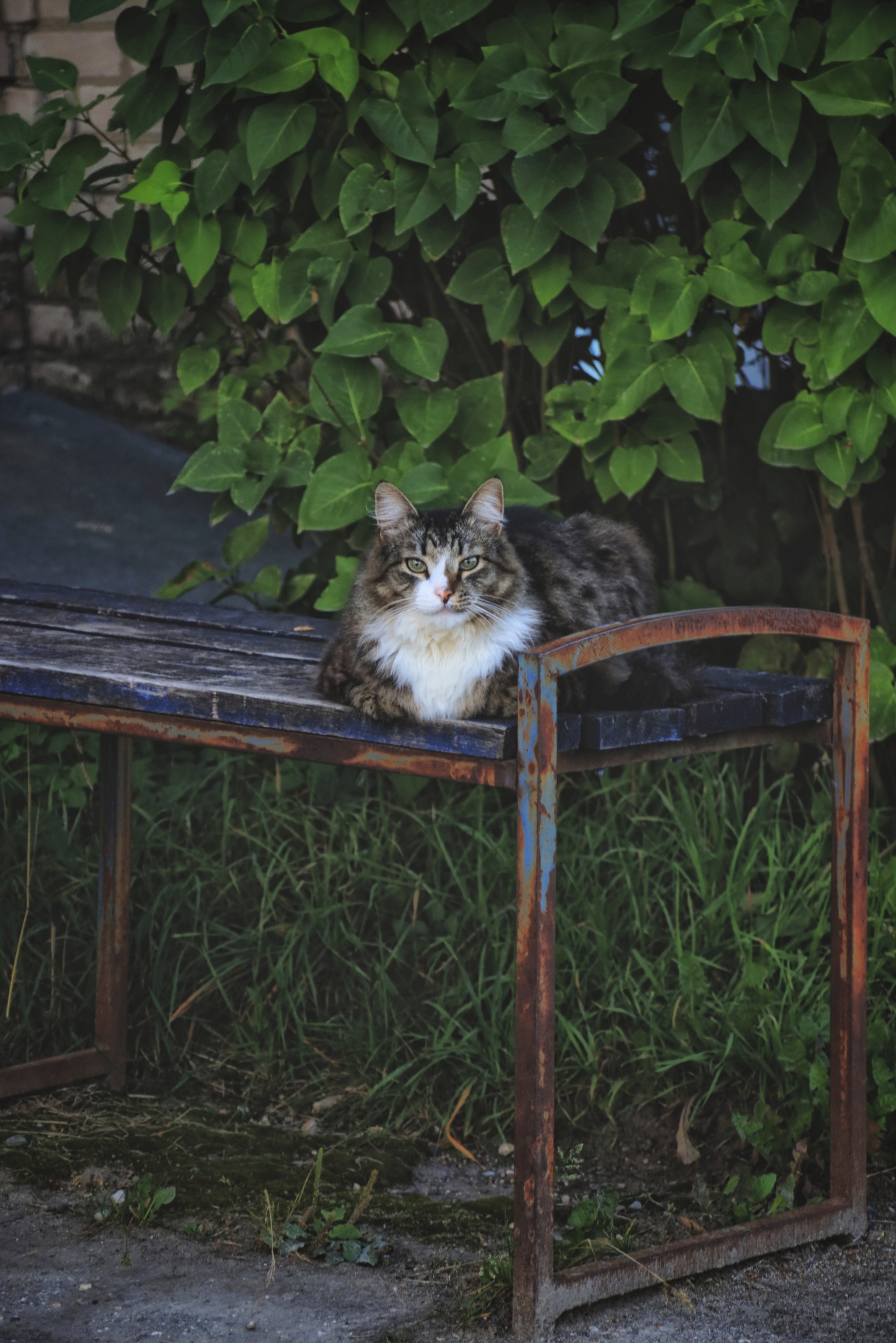 Cats and kittens (8) - My, cat, Pet the cat, Sheksna, Summer, August, Vologodskaya Oblast, Longpost