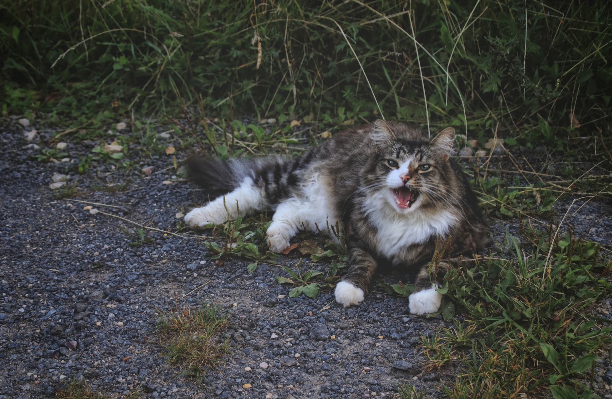 Cats and kittens (8) - My, cat, Pet the cat, Sheksna, Summer, August, Vologodskaya Oblast, Longpost