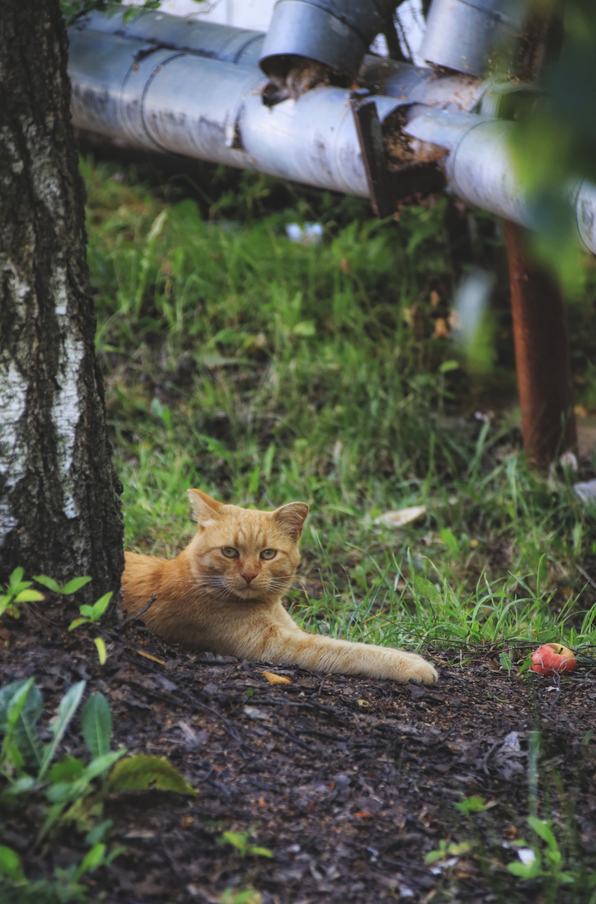 Cats and kittens (8) - My, cat, Pet the cat, Sheksna, Summer, August, Vologodskaya Oblast, Longpost