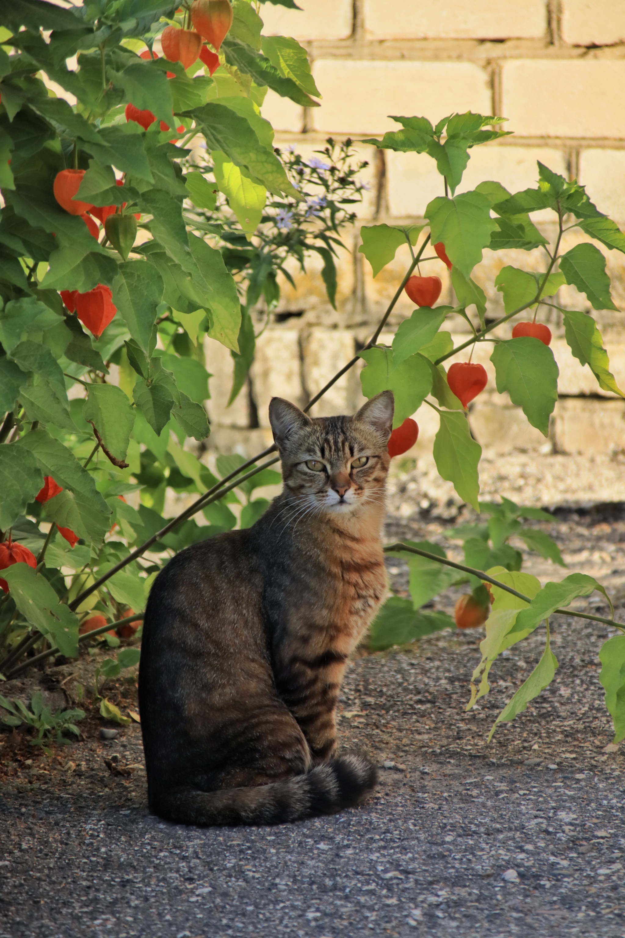 Cats and kittens (8) - My, cat, Pet the cat, Sheksna, Summer, August, Vologodskaya Oblast, Longpost