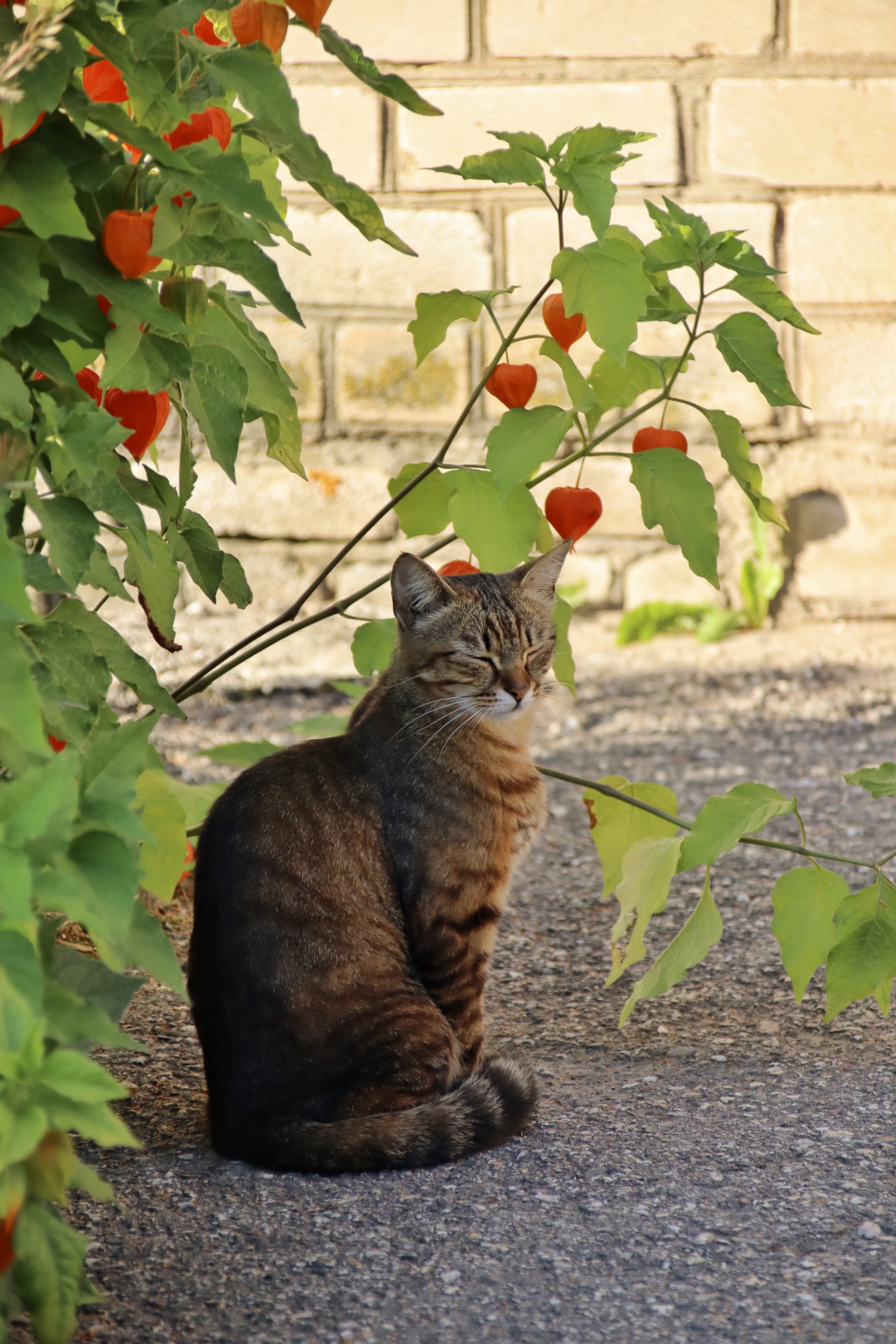 Cats and kittens (8) - My, cat, Pet the cat, Sheksna, Summer, August, Vologodskaya Oblast, Longpost