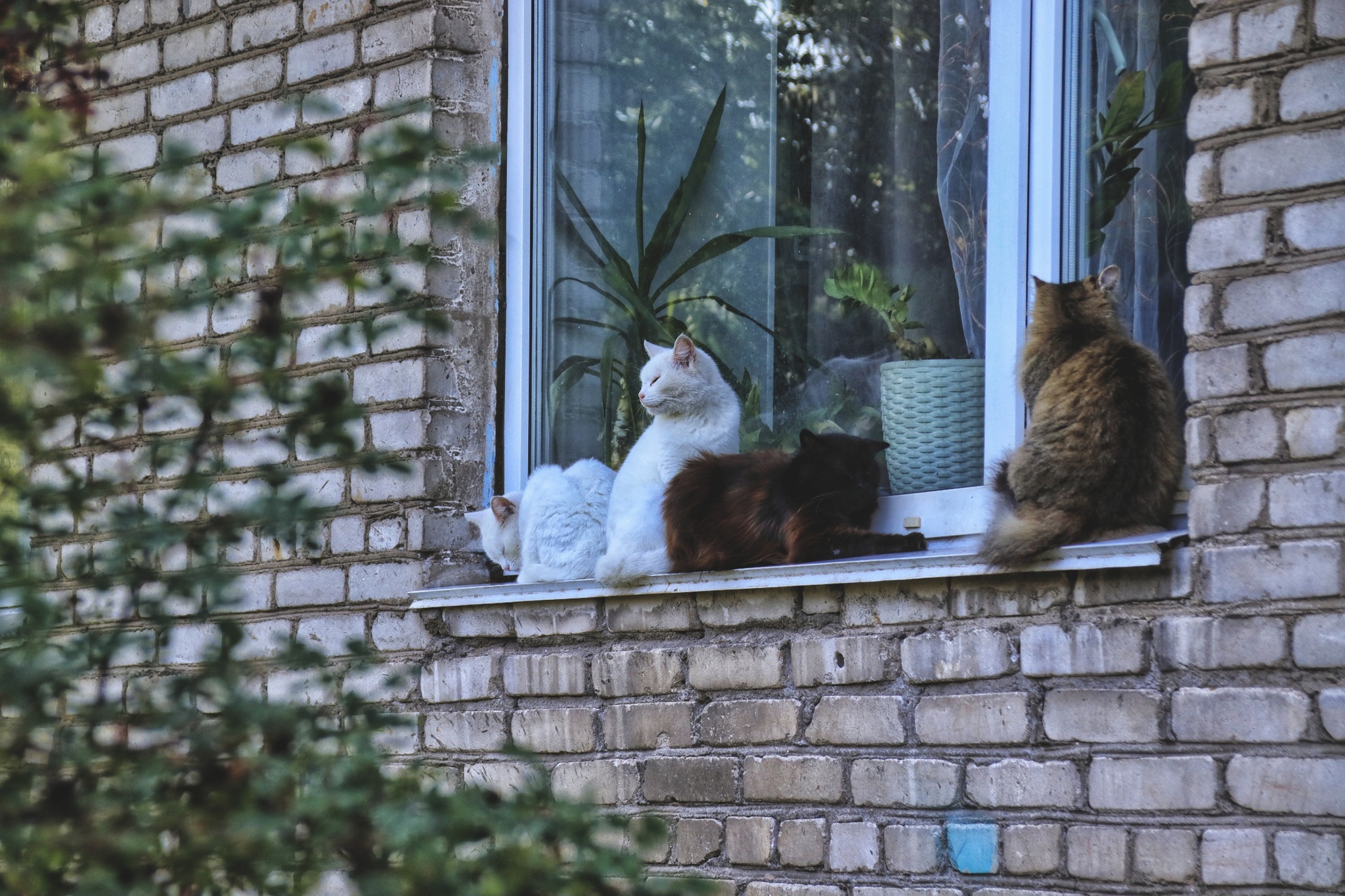 Cats and kittens (8) - My, cat, Pet the cat, Sheksna, Summer, August, Vologodskaya Oblast, Longpost