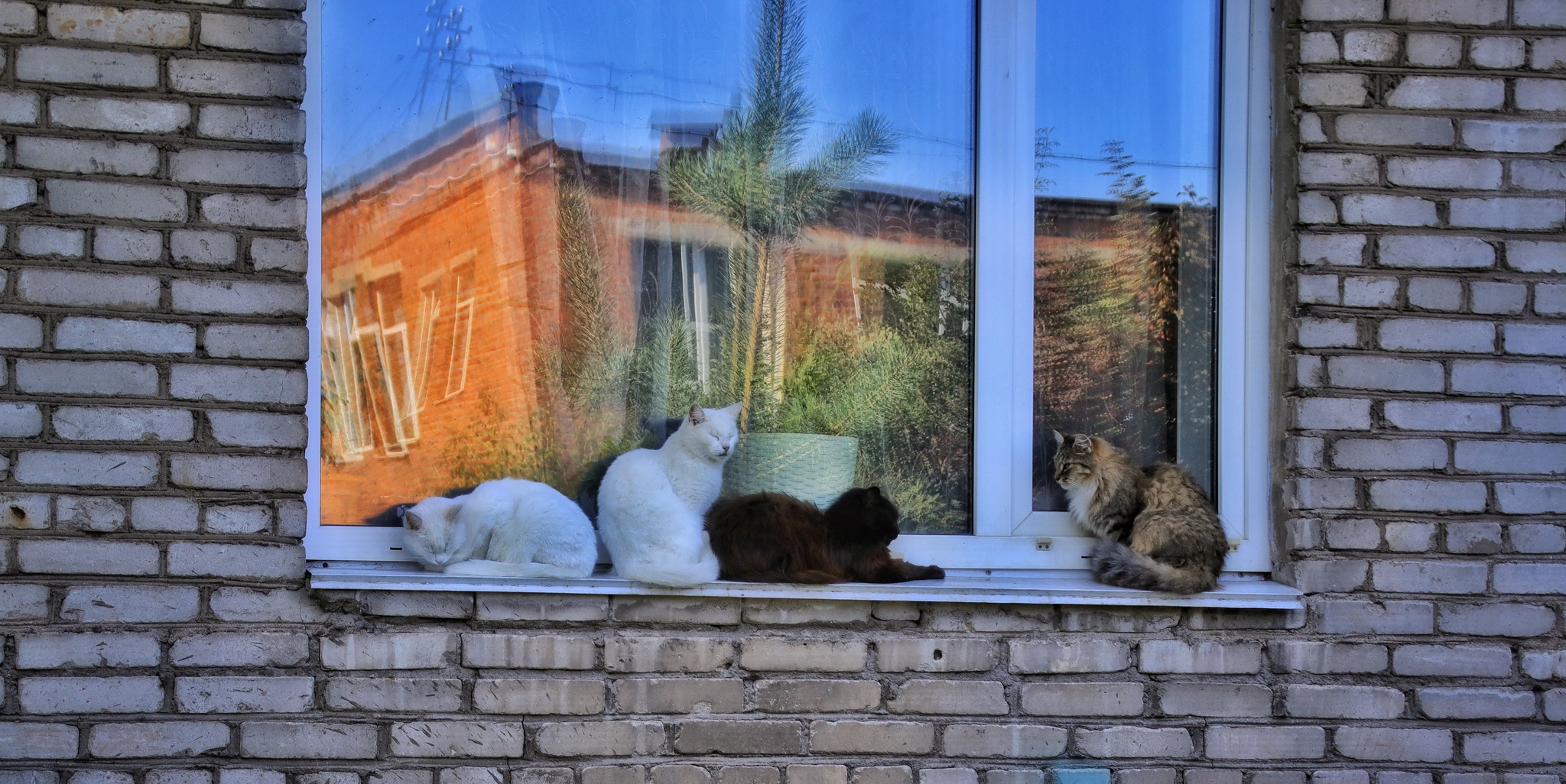 Cats and kittens (8) - My, cat, Pet the cat, Sheksna, Summer, August, Vologodskaya Oblast, Longpost