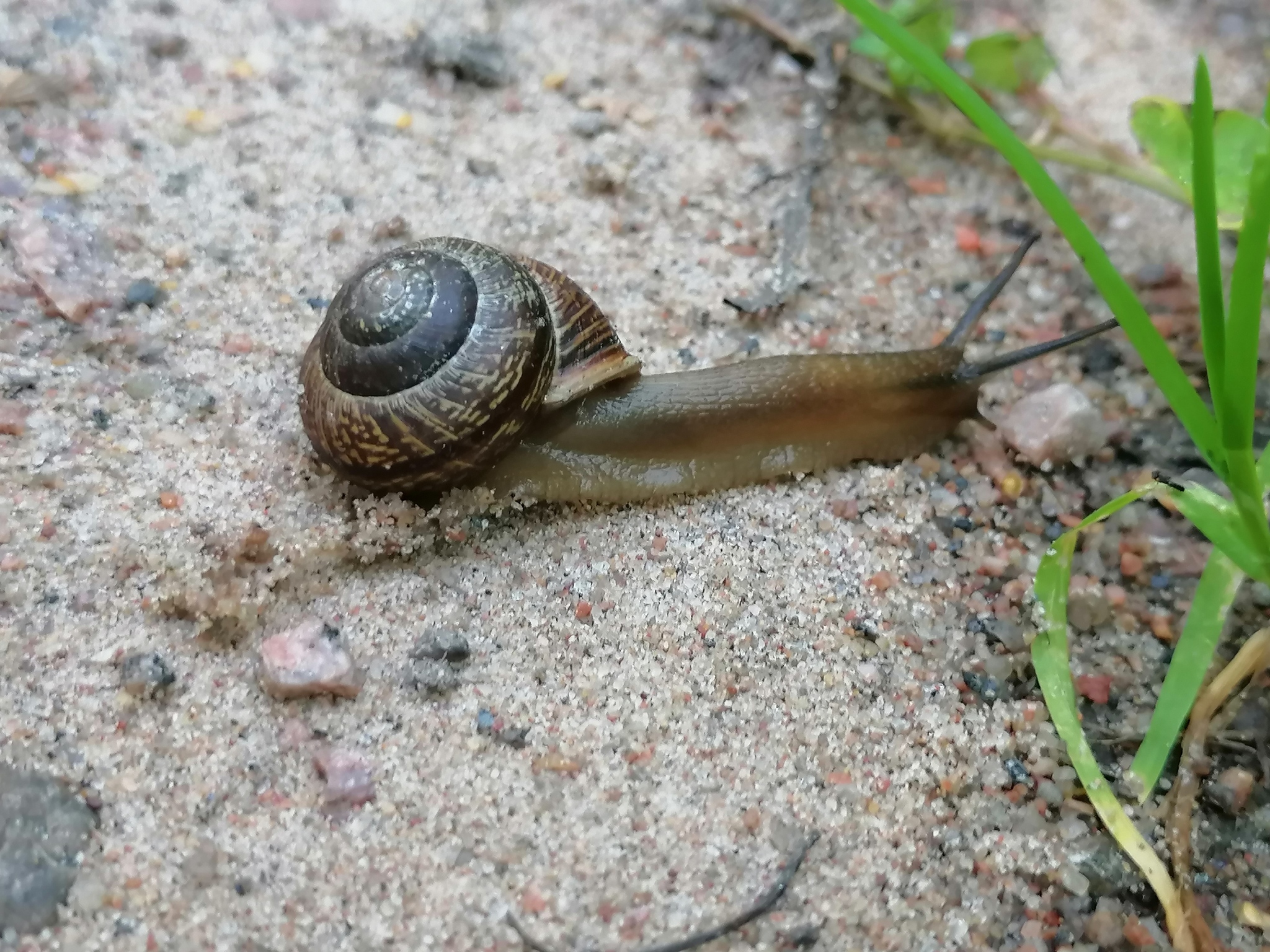 Snail in the park - My, Snail, Creeps, The park, The photo