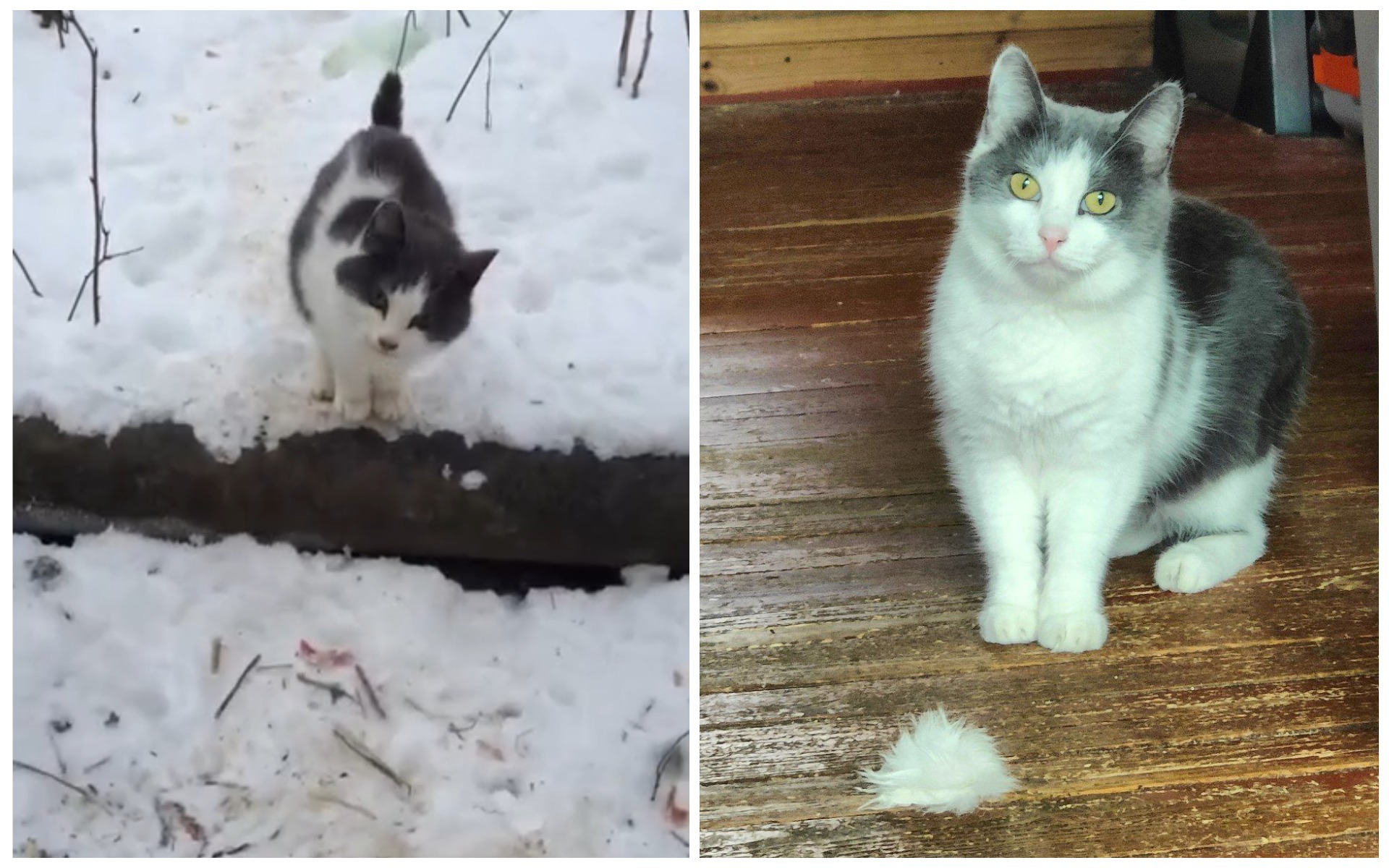 There were a few that were and became from the animals I saved - My, cat, It Was-It Was, Dacha, Winter, Longpost, Helping animals, Animal Rescue, Tosno, Autumn