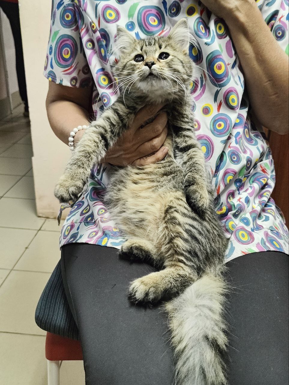 Kitten from veterinary clinic is looking for a home. Vaccinated, treated. 4 months St. Petersburg and Leningrad region. Tosno. Tg umkaluda - My, Helping animals, Animal Rescue, cat, Tosno, Saint Petersburg, Leningrad region, No rating, Vertical video, In good hands, Video, Longpost