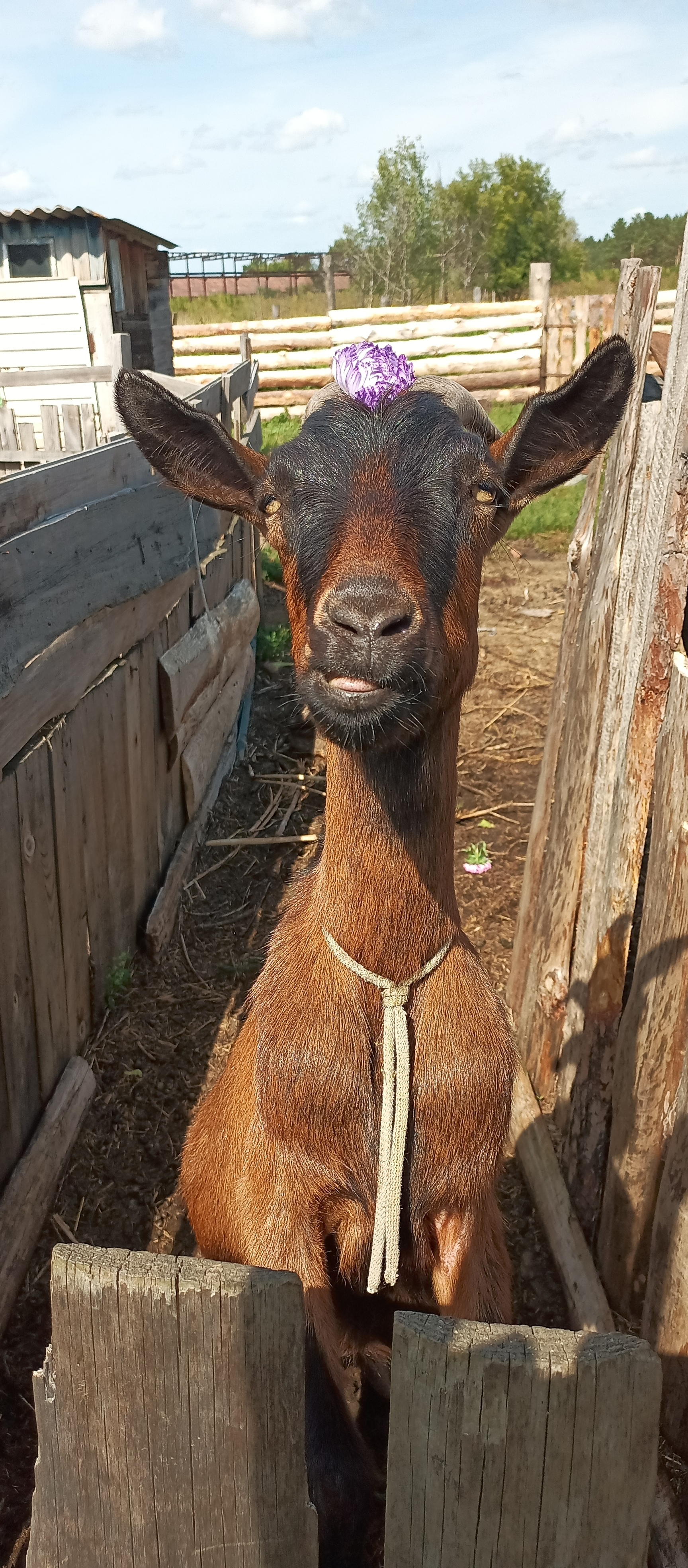 He had a dashing and silly appearance (c) - My, Goat, Goat, Goat breeding, Animals, Mobile photography, Longpost