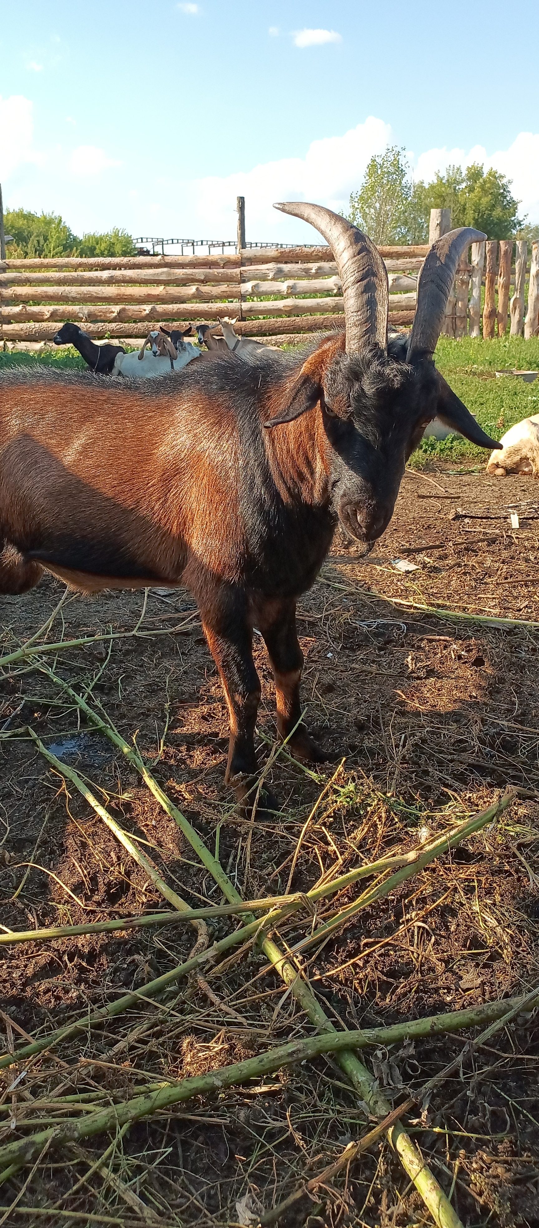 He had a dashing and silly appearance (c) - My, Goat, Goat, Goat breeding, Animals, Mobile photography, Longpost