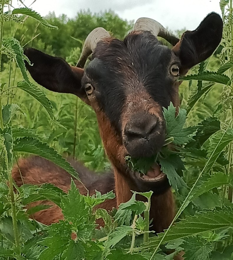 He had a dashing and silly appearance (c) - My, Goat, Goat, Goat breeding, Animals, Mobile photography, Longpost