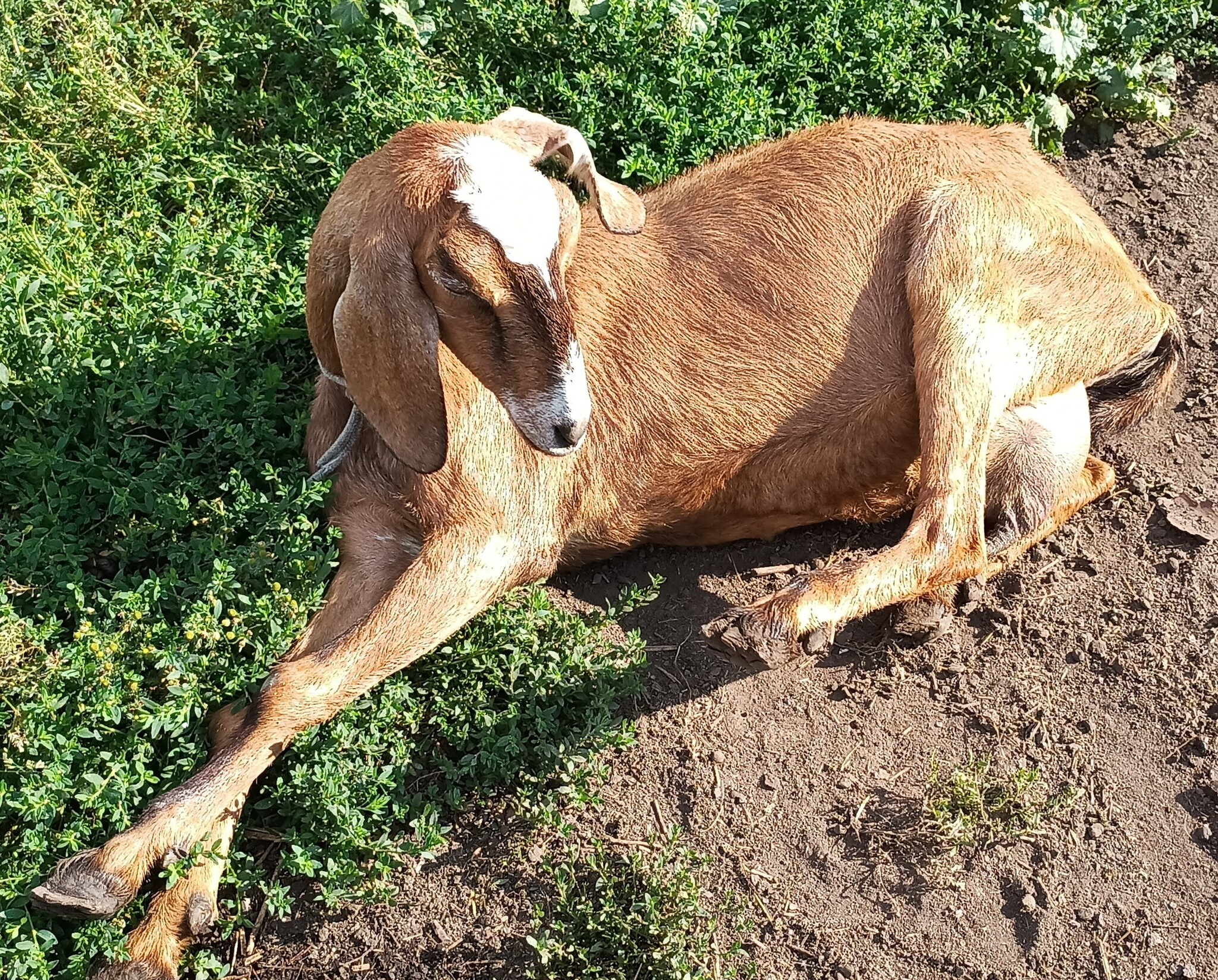 He had a dashing and silly appearance (c) - My, Goat, Goat, Goat breeding, Animals, Mobile photography, Longpost