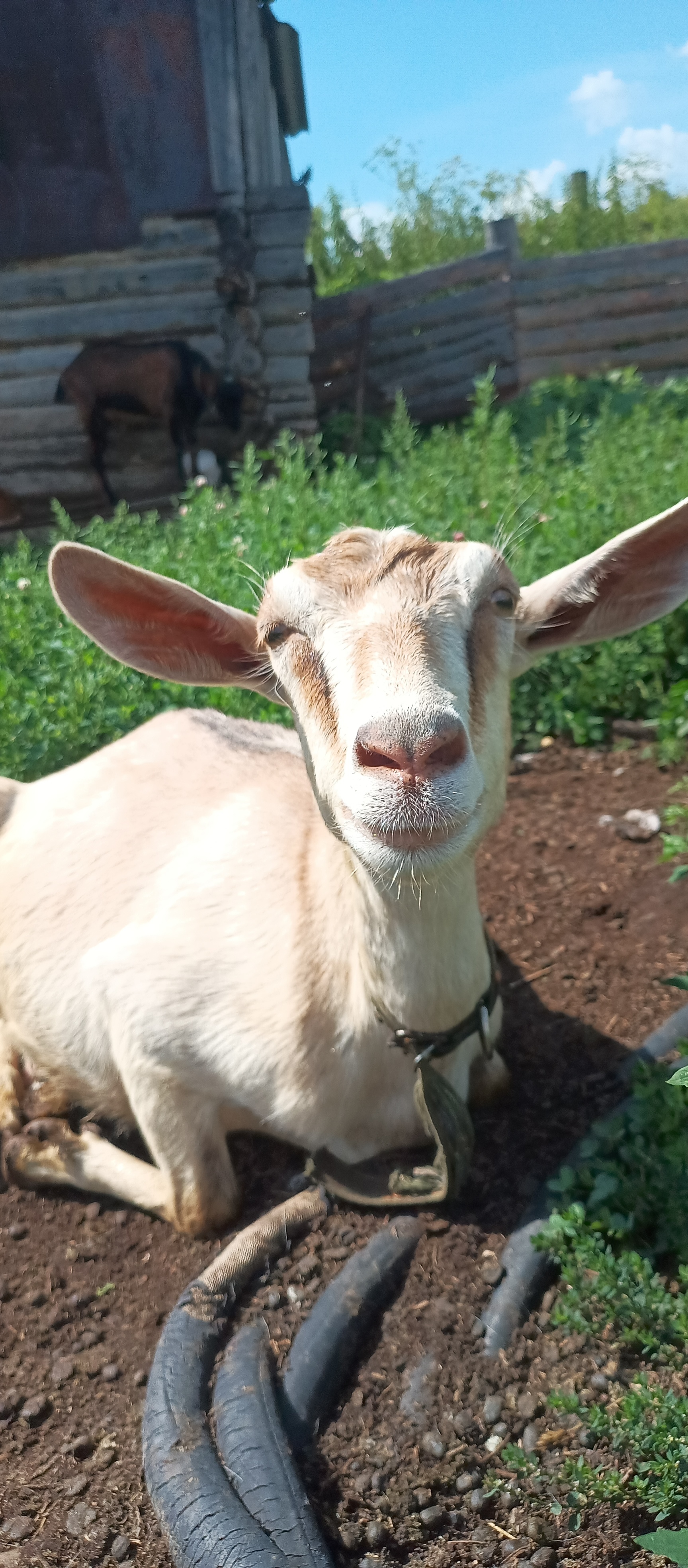 He had a dashing and silly appearance (c) - My, Goat, Goat, Goat breeding, Animals, Mobile photography, Longpost