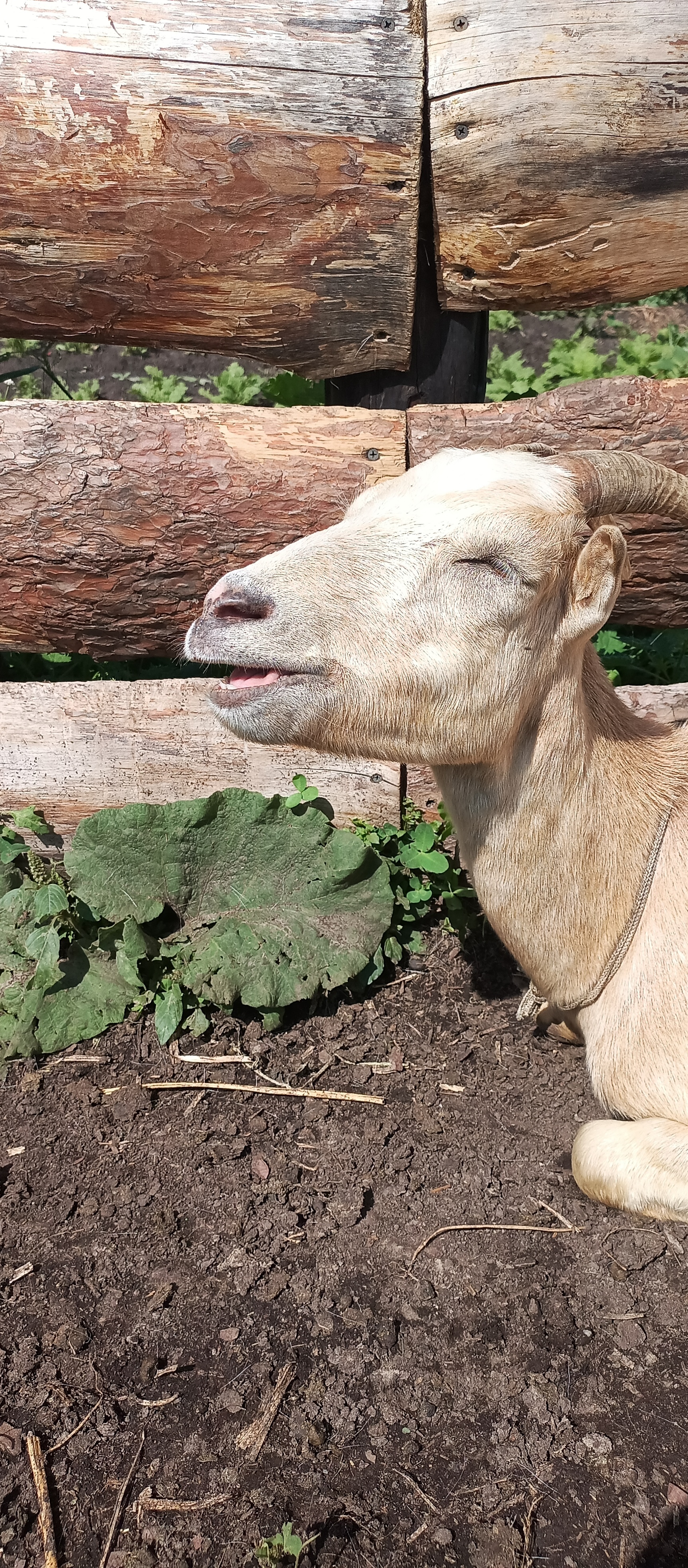 He had a dashing and silly appearance (c) - My, Goat, Goat, Goat breeding, Animals, Mobile photography, Longpost