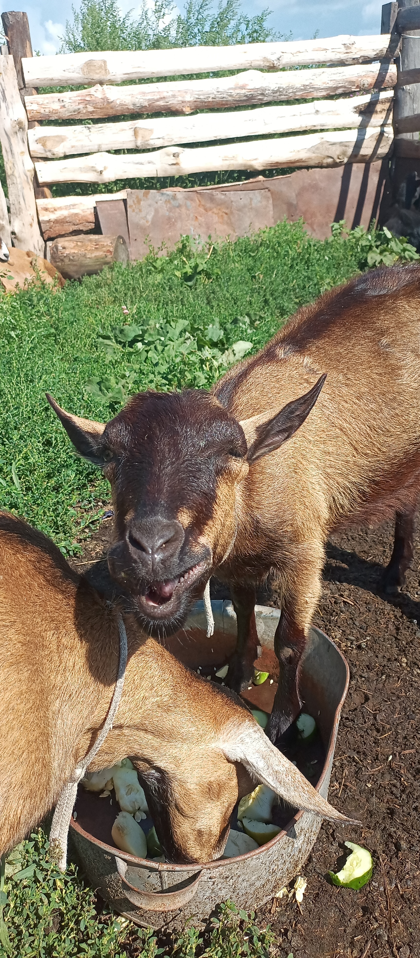 He had a dashing and silly appearance (c) - My, Goat, Goat, Goat breeding, Animals, Mobile photography, Longpost