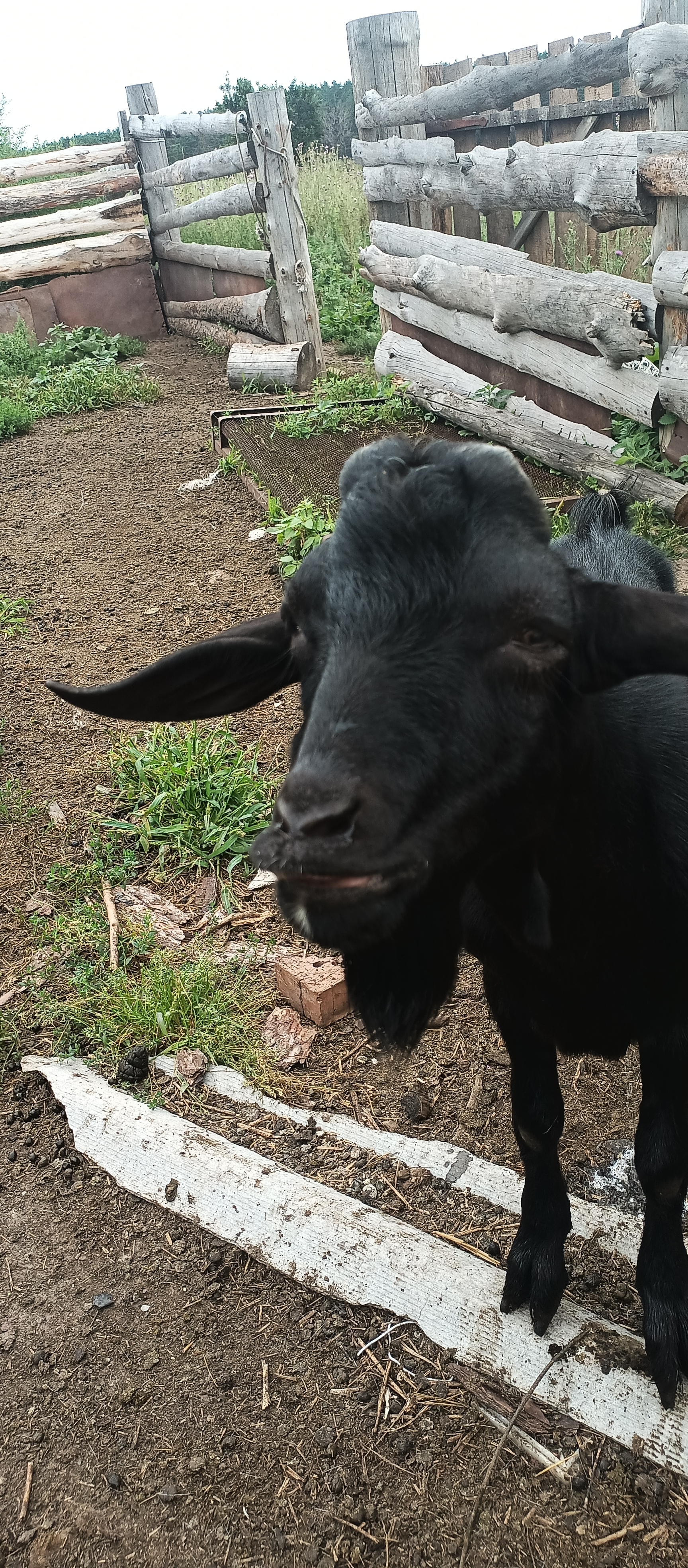 He had a dashing and silly appearance (c) - My, Goat, Goat, Goat breeding, Animals, Mobile photography, Longpost