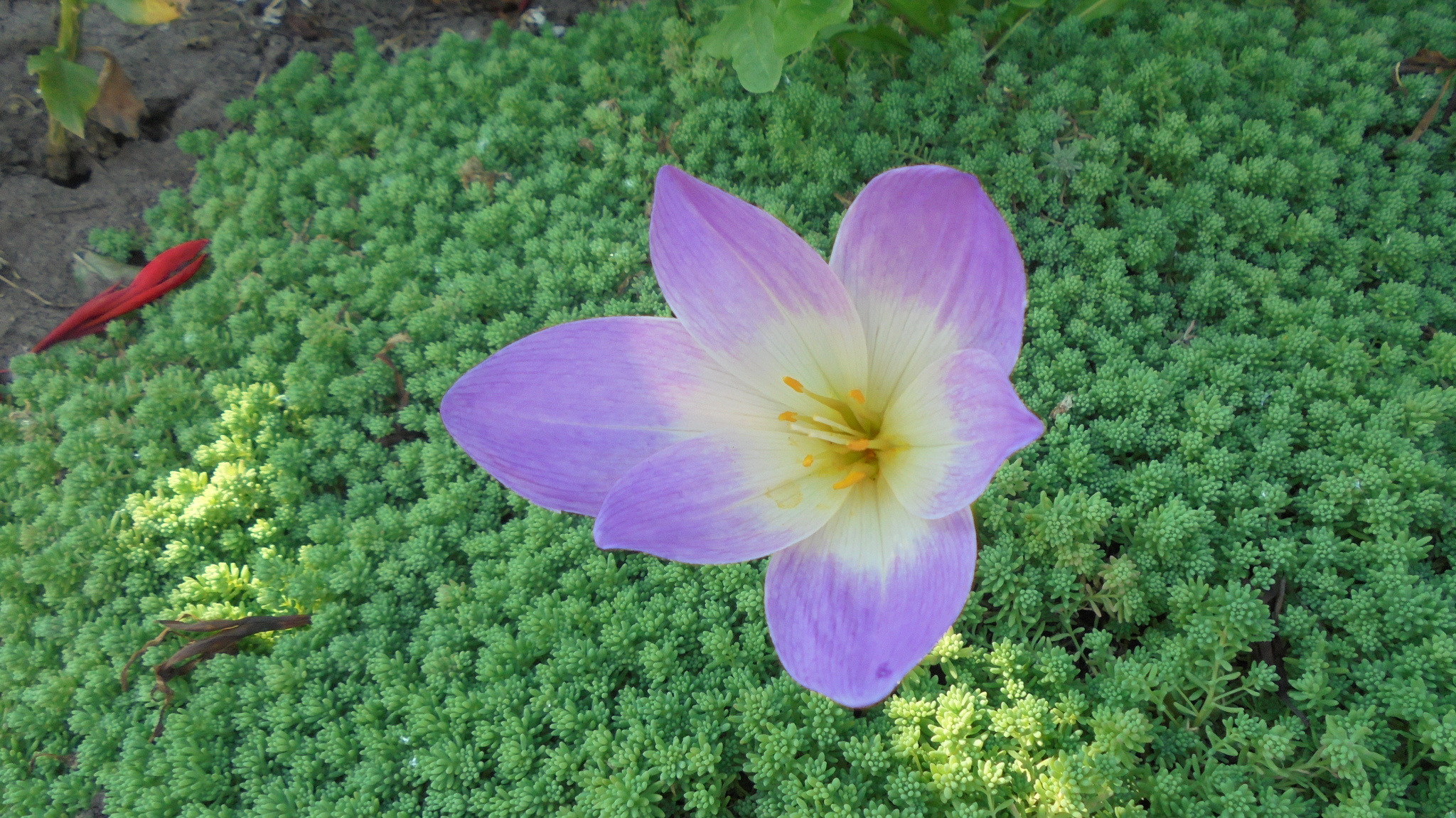 The last color of summer - My, Summer, beauty, Flowers, Flower bed, Grass, Beautiful view, Question, The photo