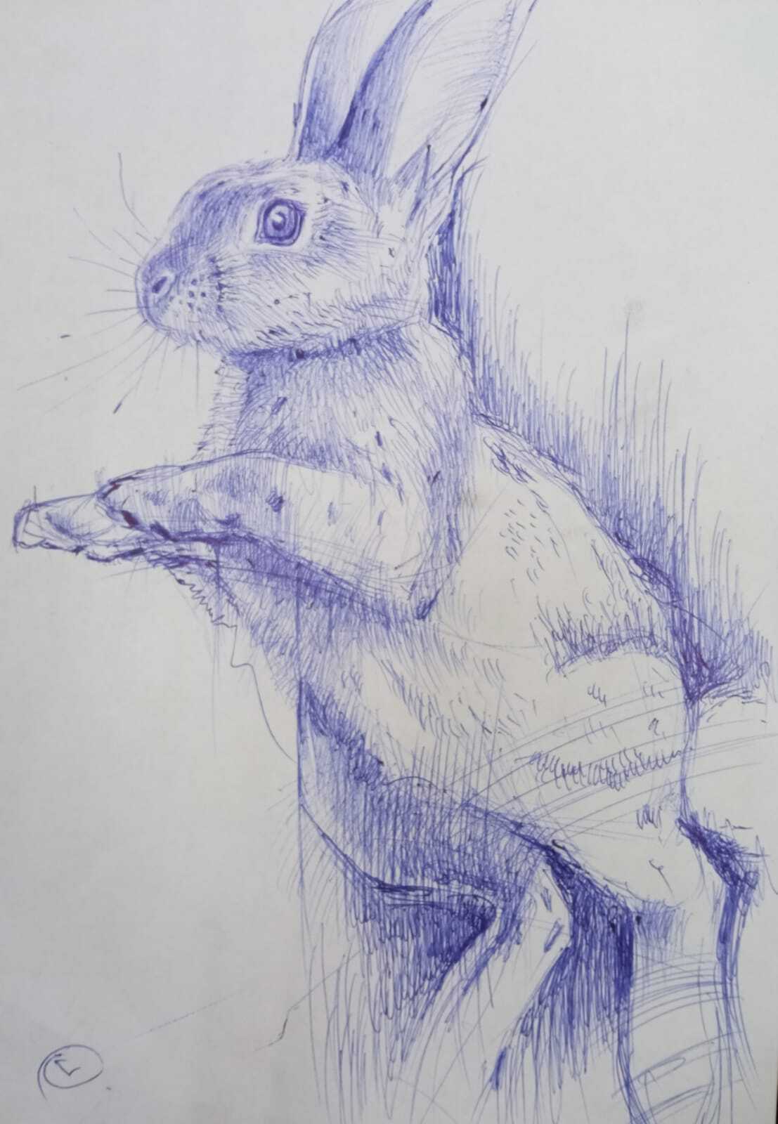 Just a drawing - My, Drawing, Graphics, Creation, Pen drawing, Sketch, Animals, Hare