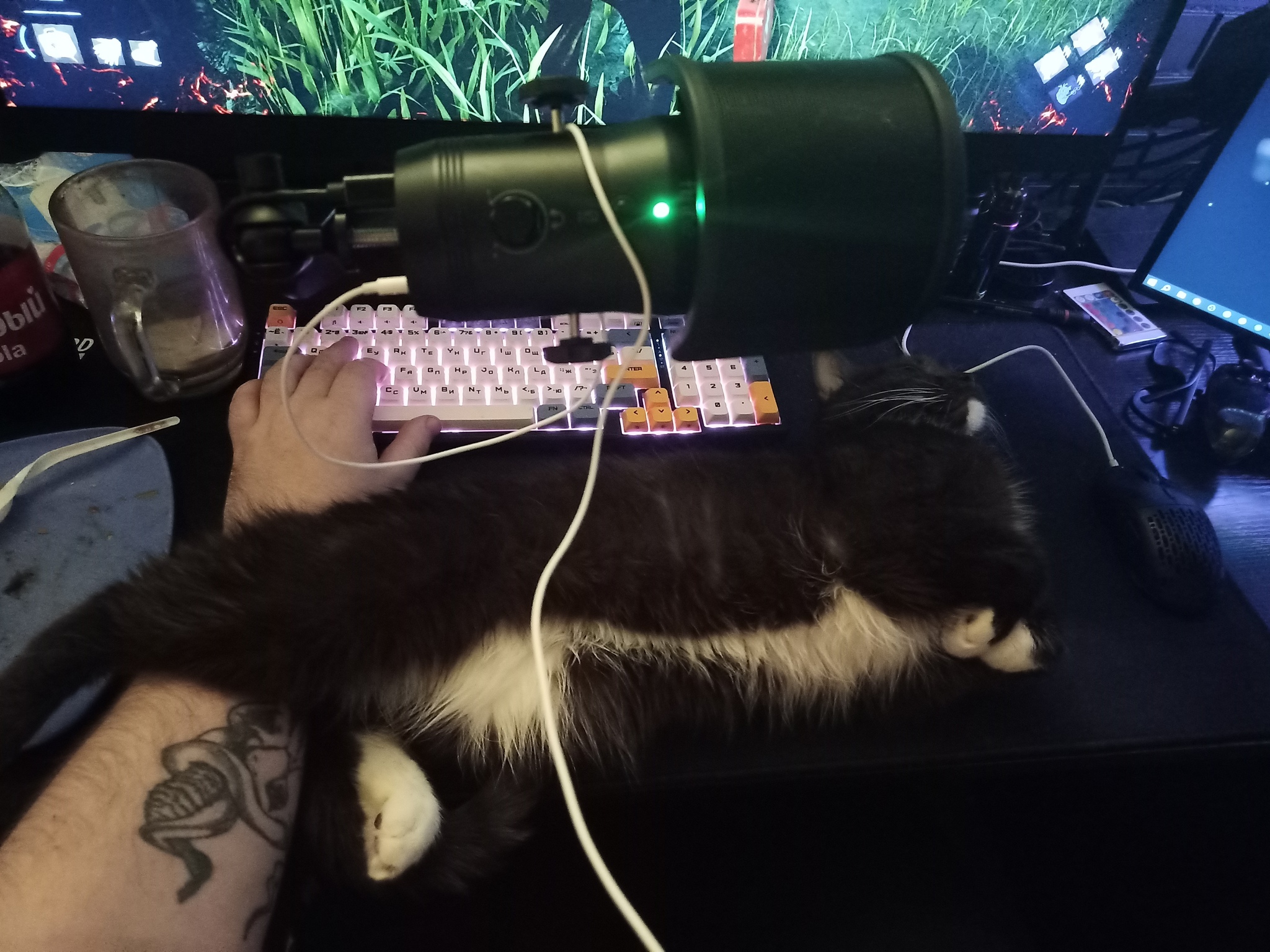 Gaming enthusiast - My, cat, Pet the cat, Computer, Pets, The photo