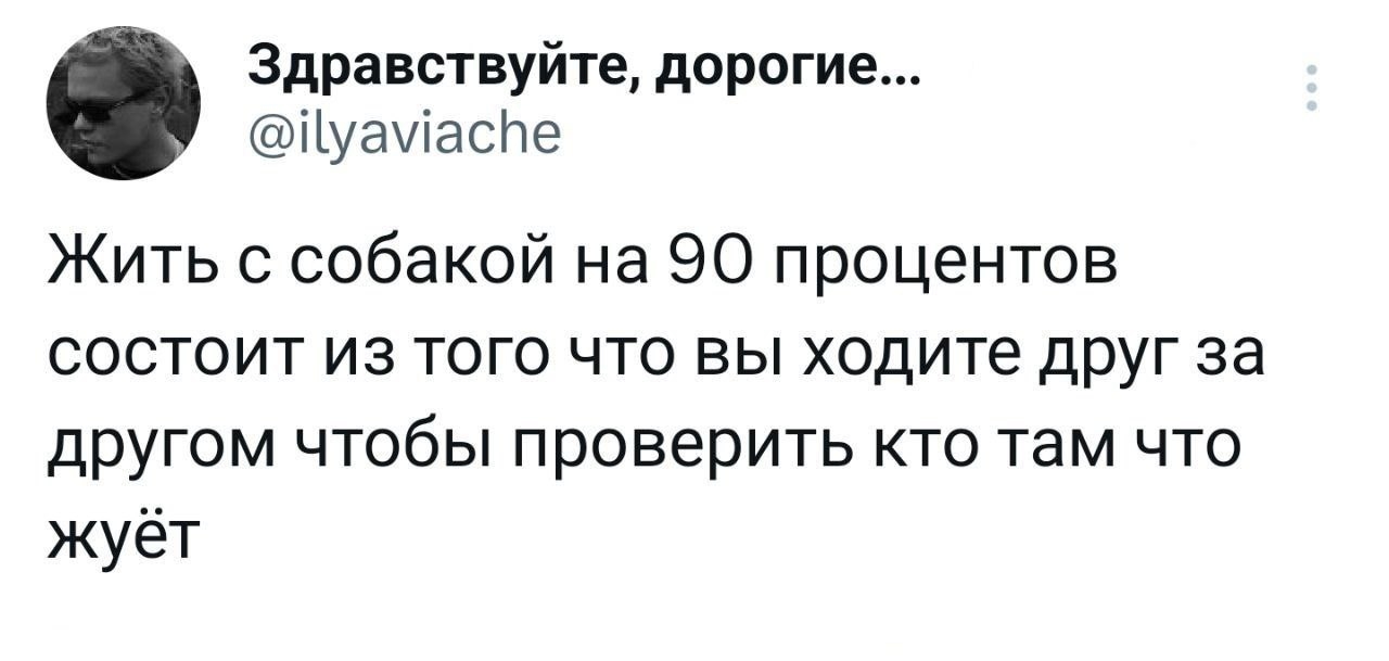 Жизнь с собакой - Юмор, Собака, Еда, Домашние животные, Животные, Скриншот, Повтор